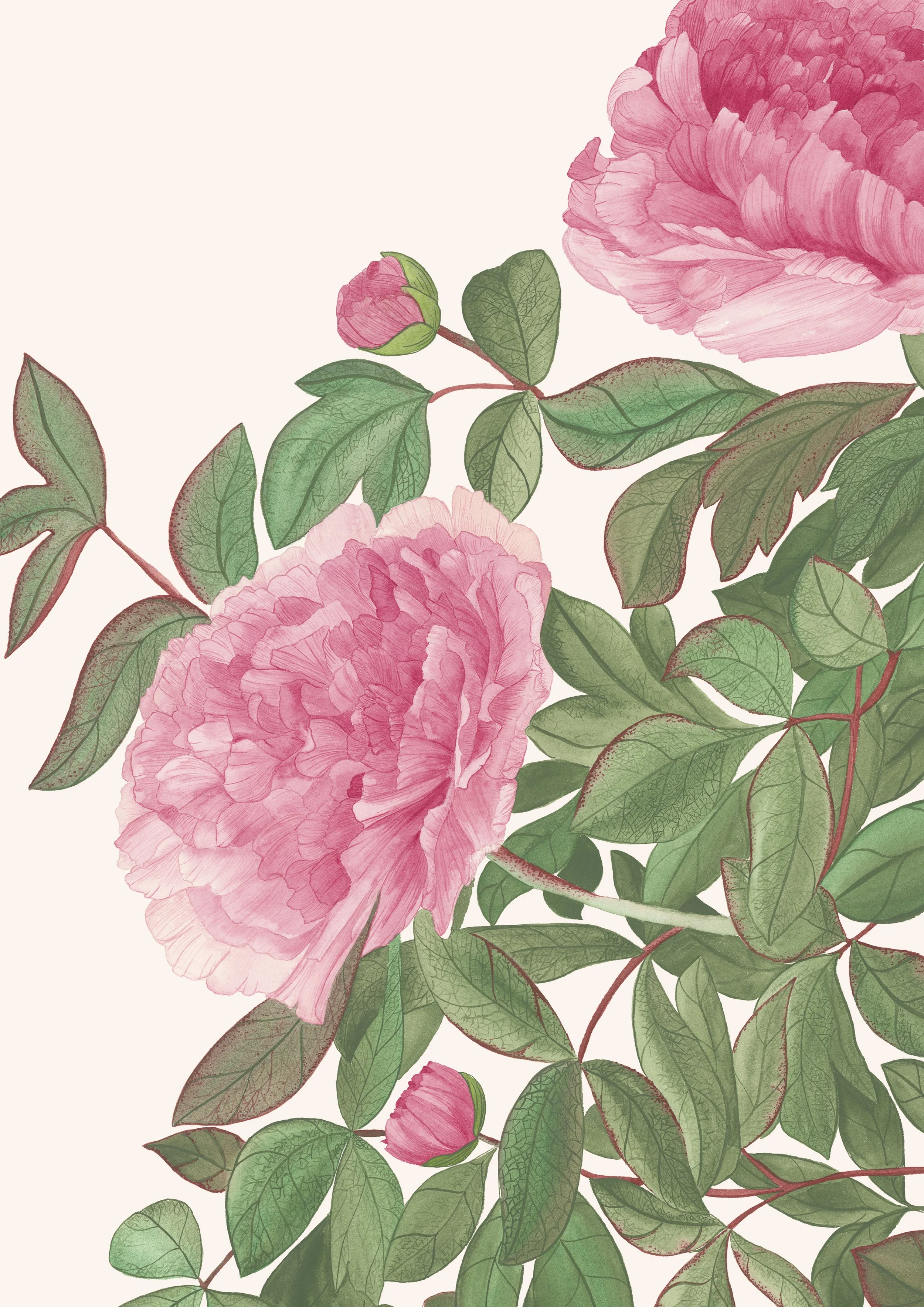 Pivoine de Chine : Surnommée la « Reine des fleurs » en Orient, elle symbolise la beauté et l’abondance. Ses fleurs sont si généreuses qu’un seul bouton peut contenir jusqu’à cent pétales. 