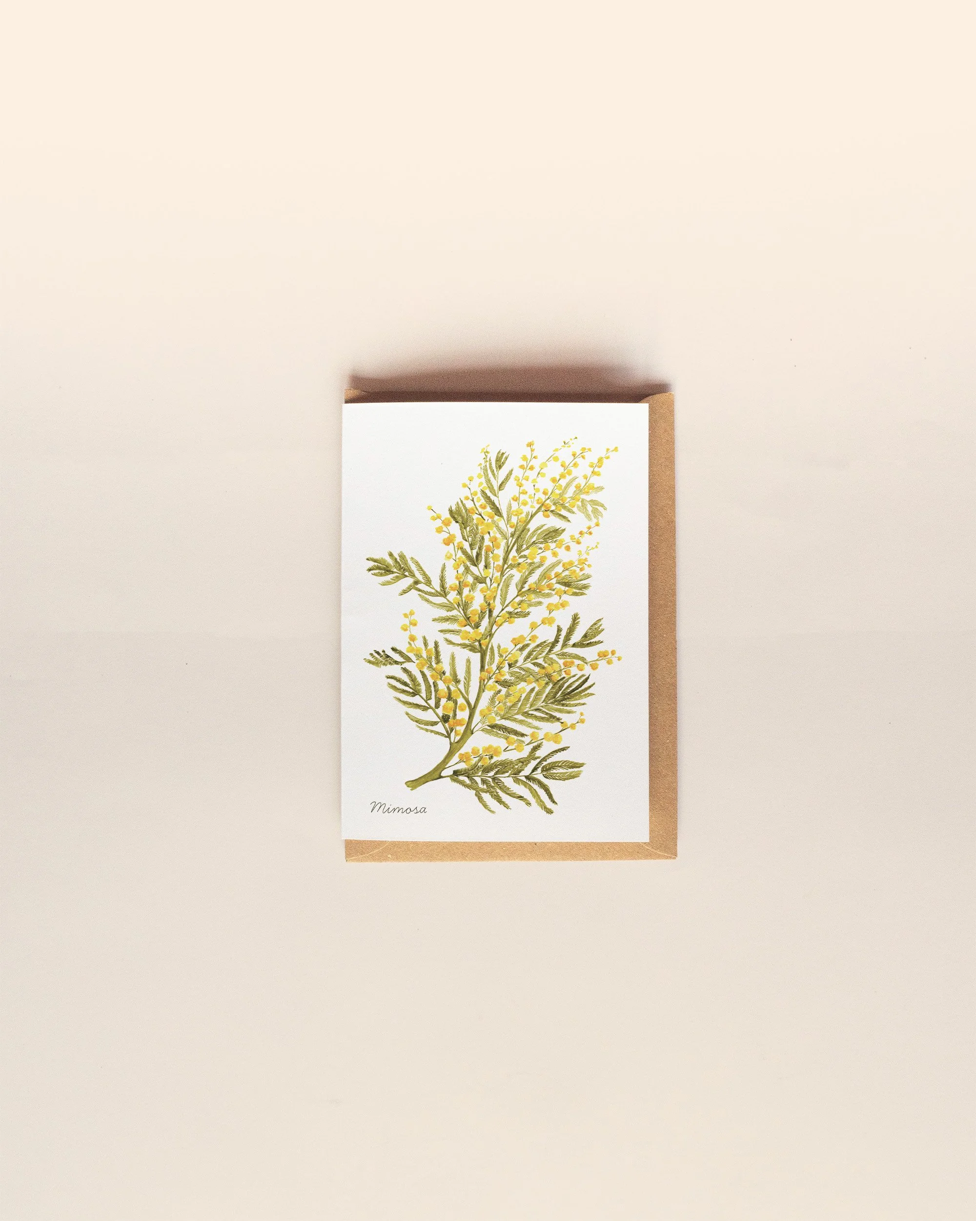 Mimosa - Bouquet éternel