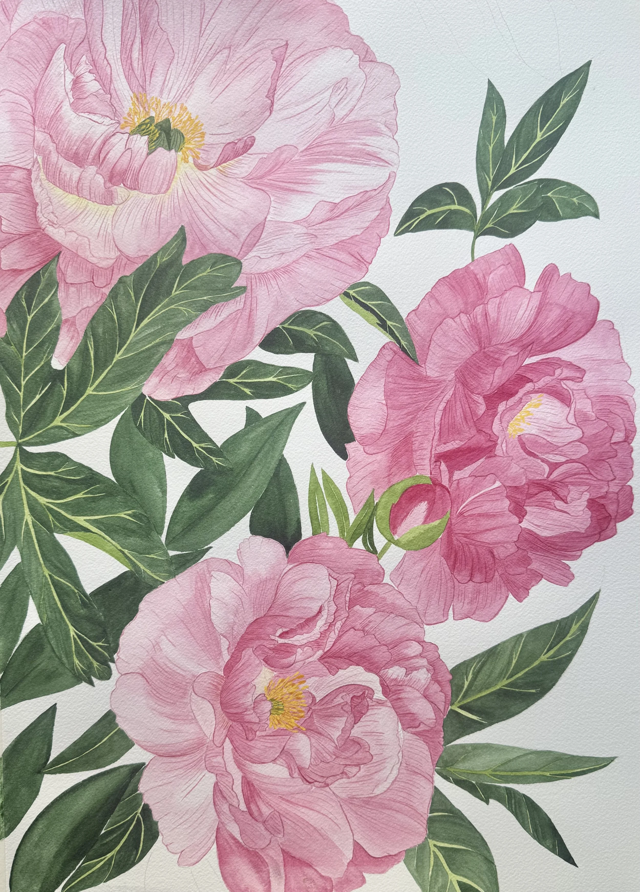 Pivoine officinale : La Pivoine a la particularité de pouvoir vivre près d’un siècle, nous offrant sa floraison spectaculaire, année après année, avec une fidélité éternelle.