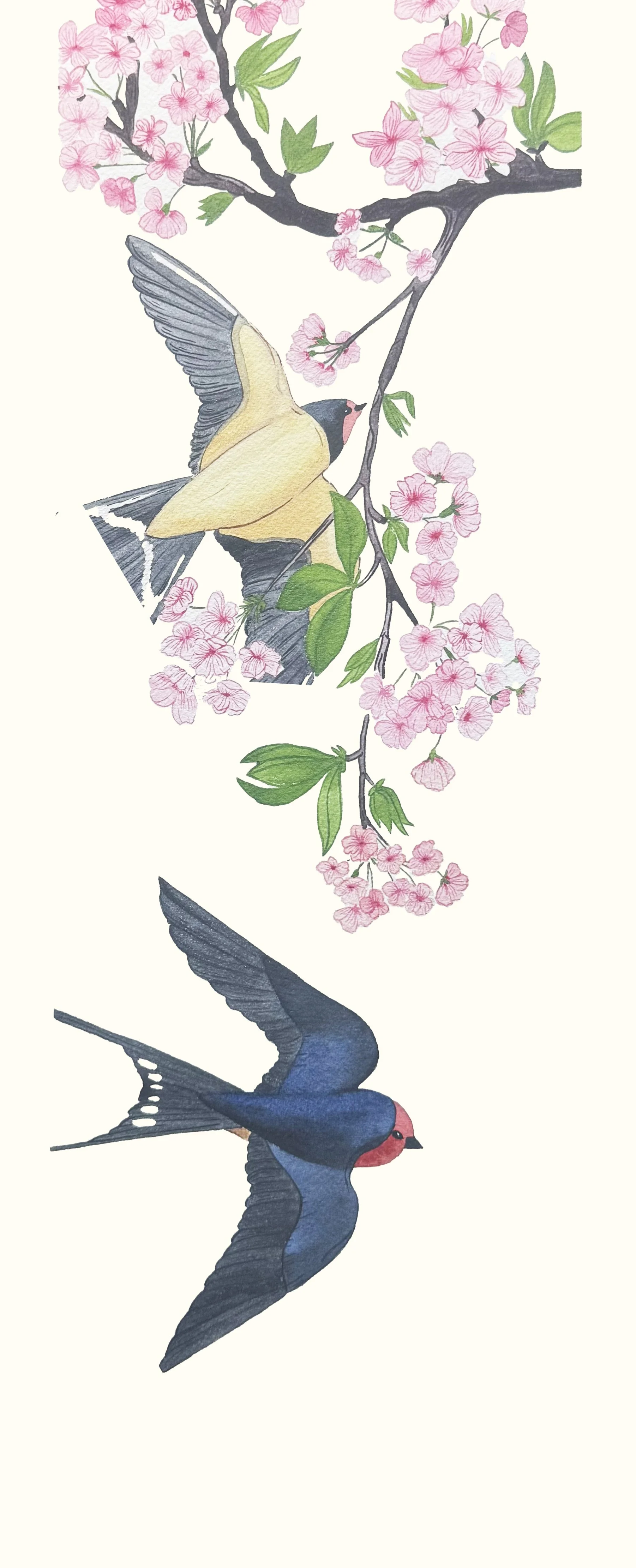 Cerisier de Japon & Hirondelles : Les fleurs du cerisier du Japon ne durent souvent que quelques jours, symbole de beauté éphémère.
L’hirondelle parcourt parfois des milliers de kilo-mètres entre l’Europe et l’Afrique lors de sa migration.