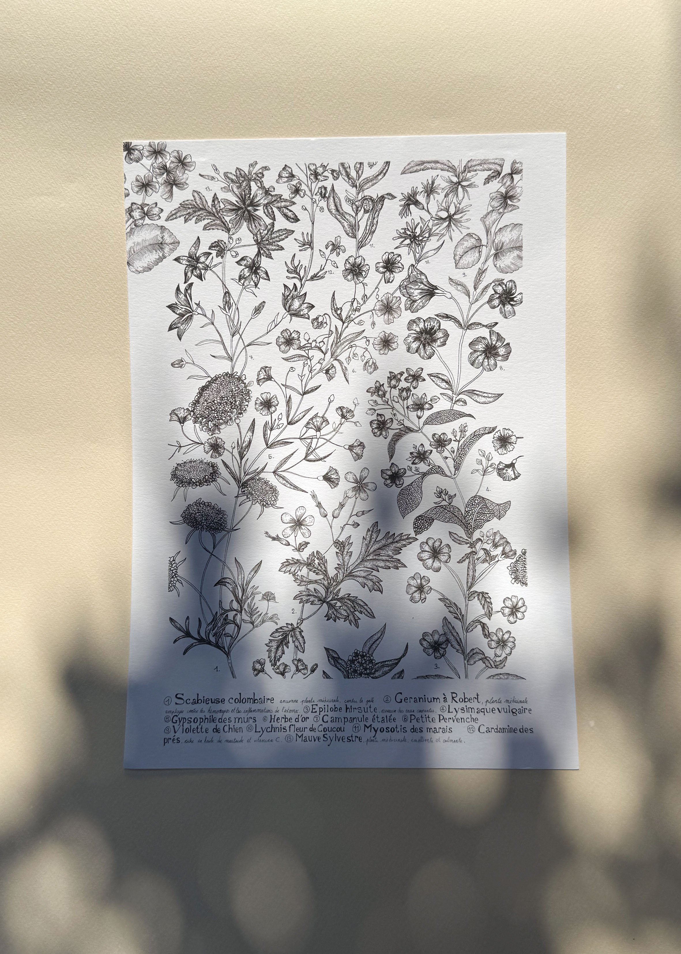 Fleurs des champs A4.jpg