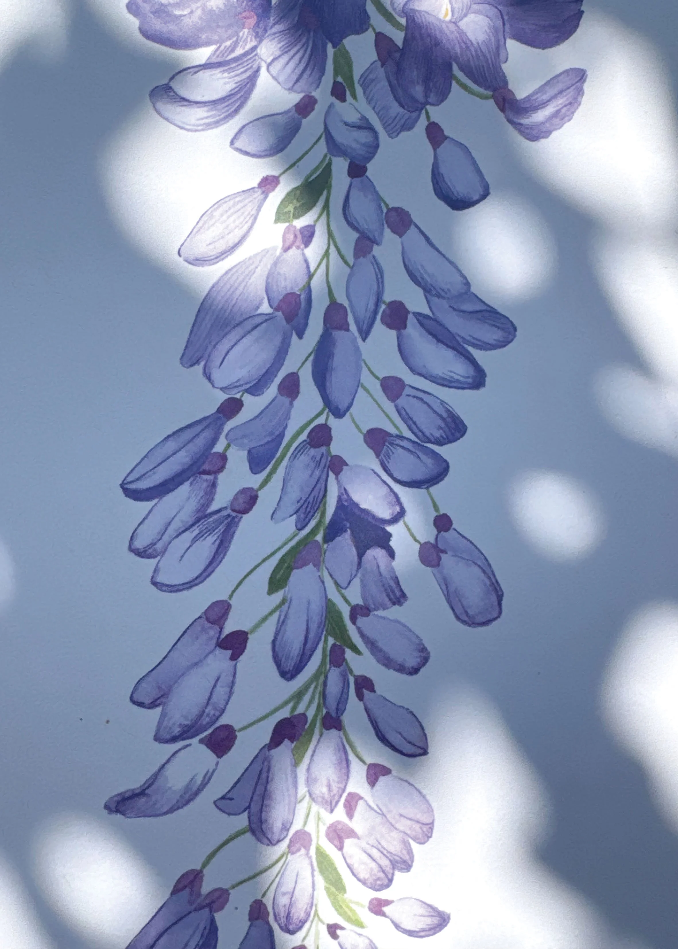 Glycine Zoom.jpg
