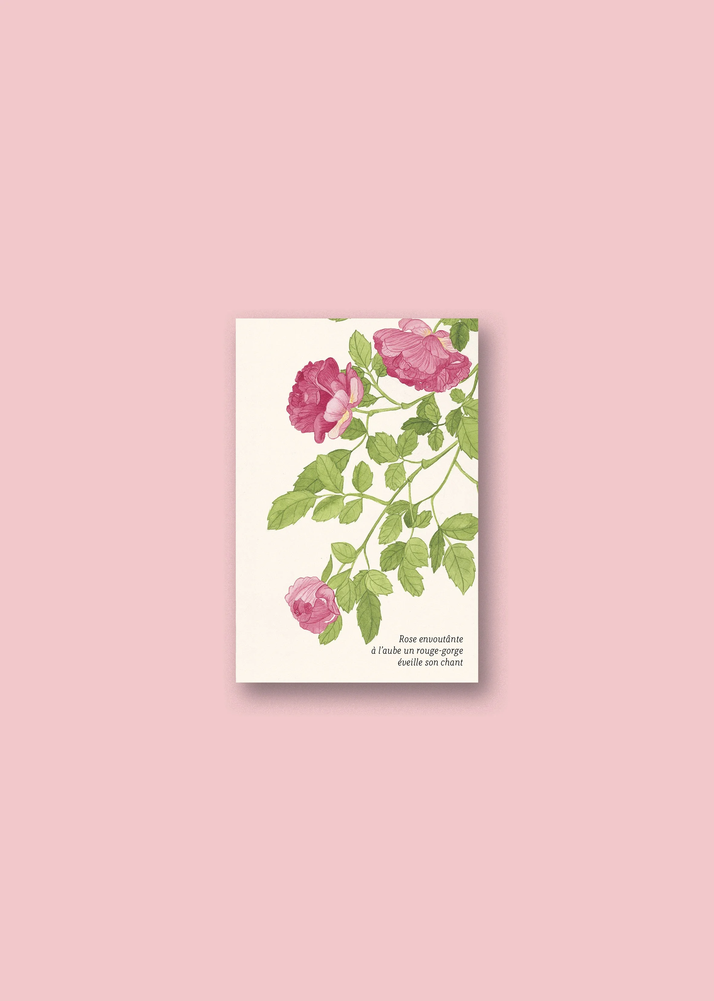 Rose carte neutre.jpg