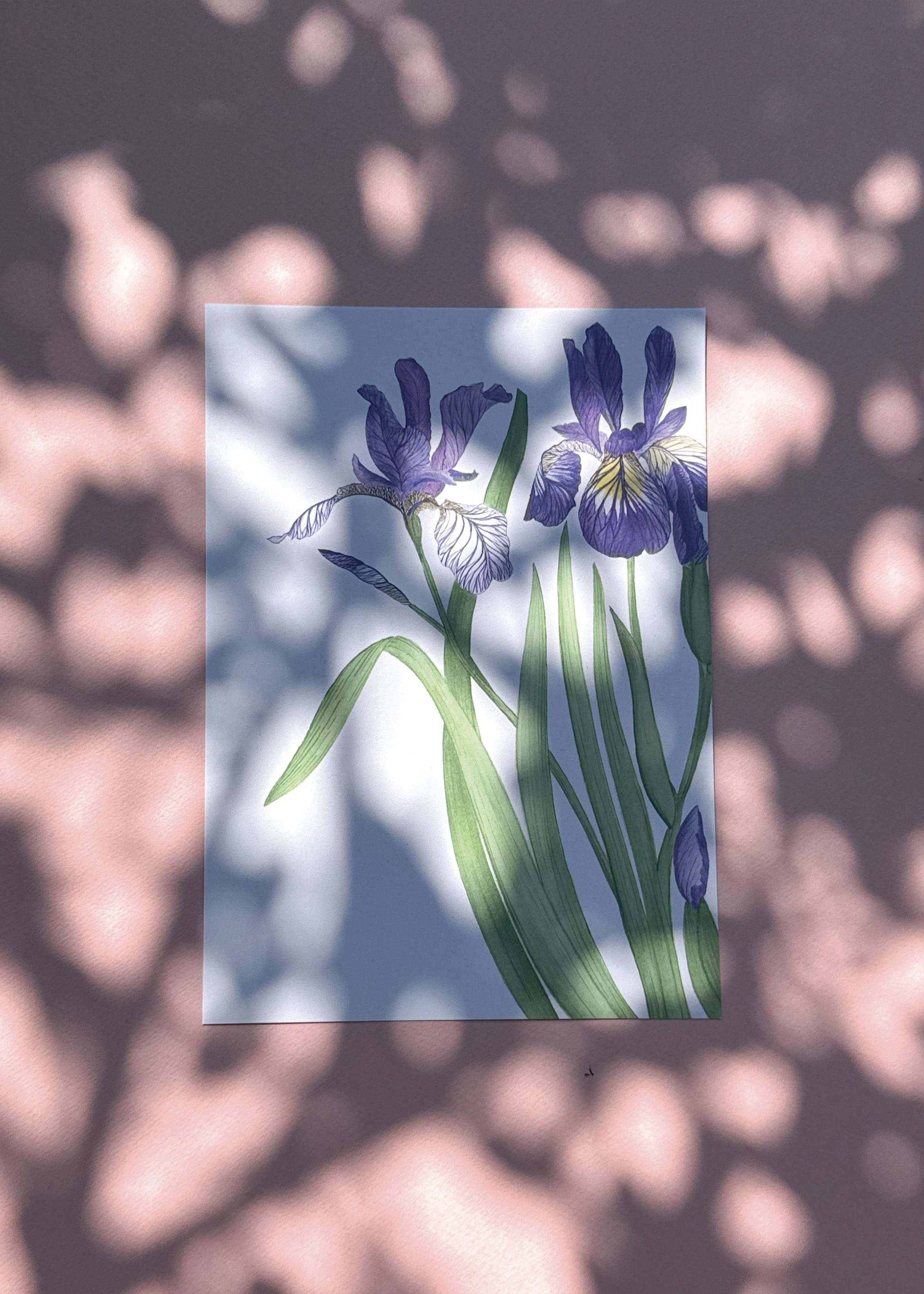 Iris - Tirage d'art A5