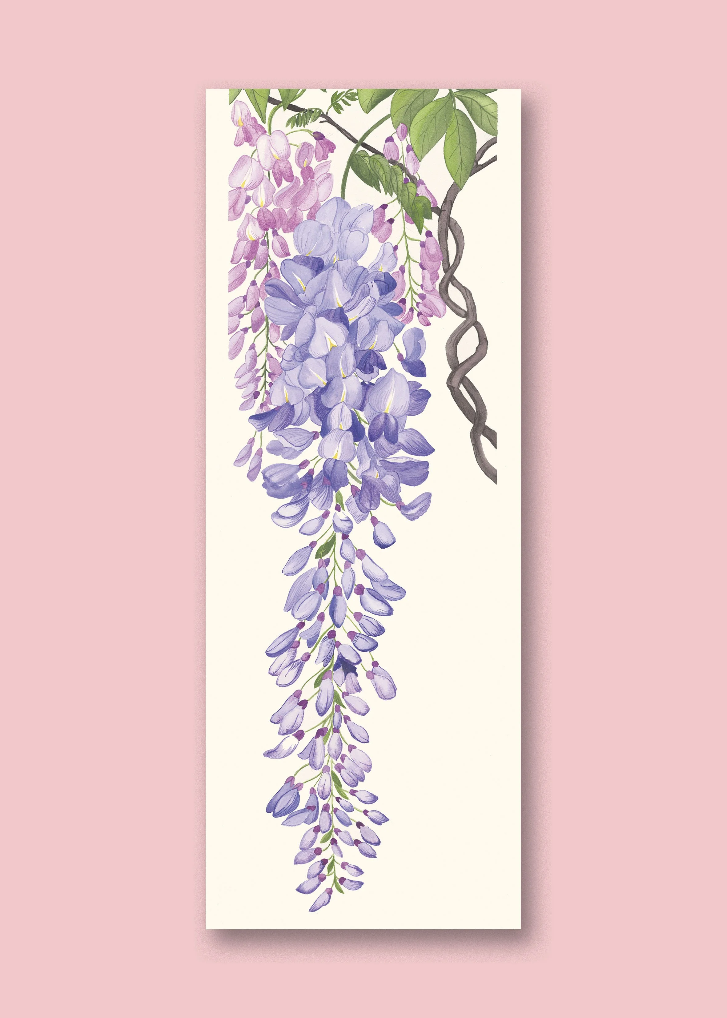 Glycine GD AF Neutre.jpg