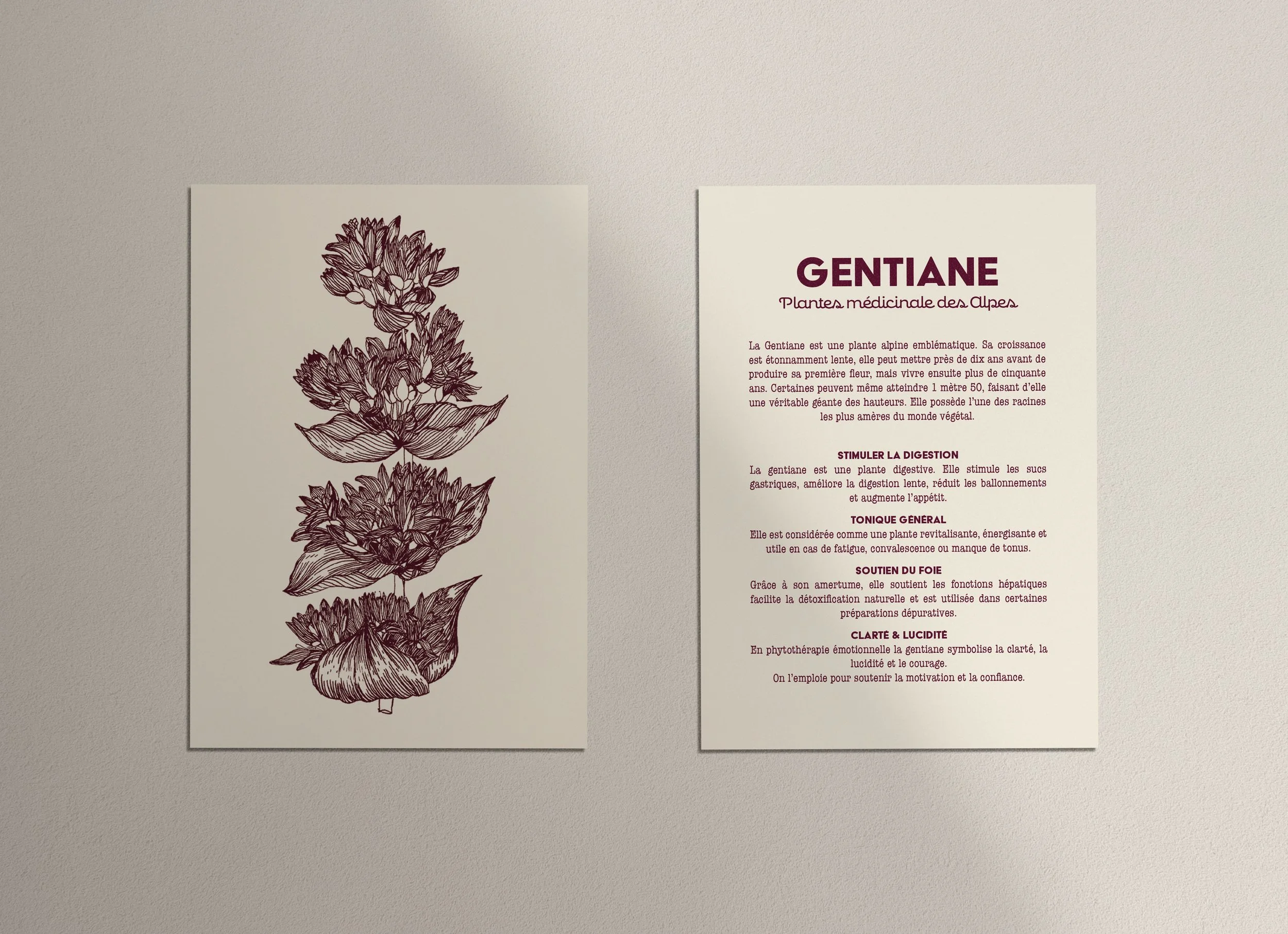 Gentiane recto verso.jpg