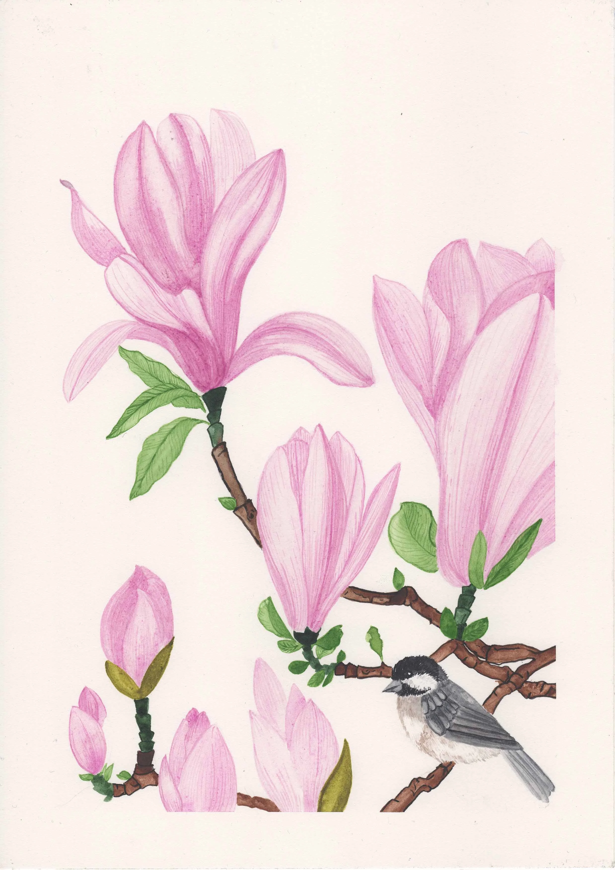 Magnolia & Mésange noire : Le Magnolia as apparu il y a 95 millions d’années. 
La Mésange noire est la plus petite des mésanges. Véritable stratège, elle cache des milliers de graines dans les écorces en prévision de l’hiver et possède une mémoire in