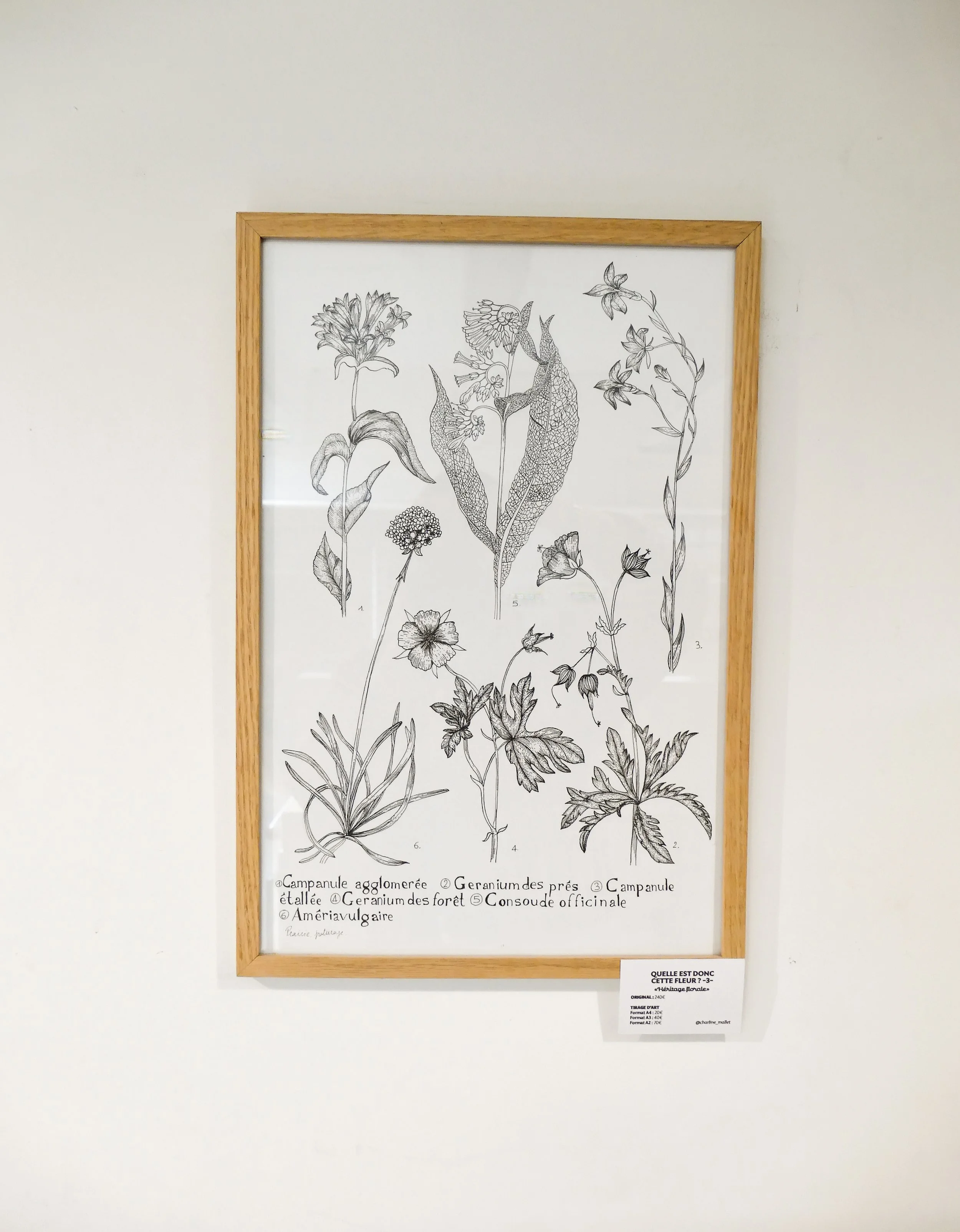 Quelle est donc cette fleur (3) - Dessin original