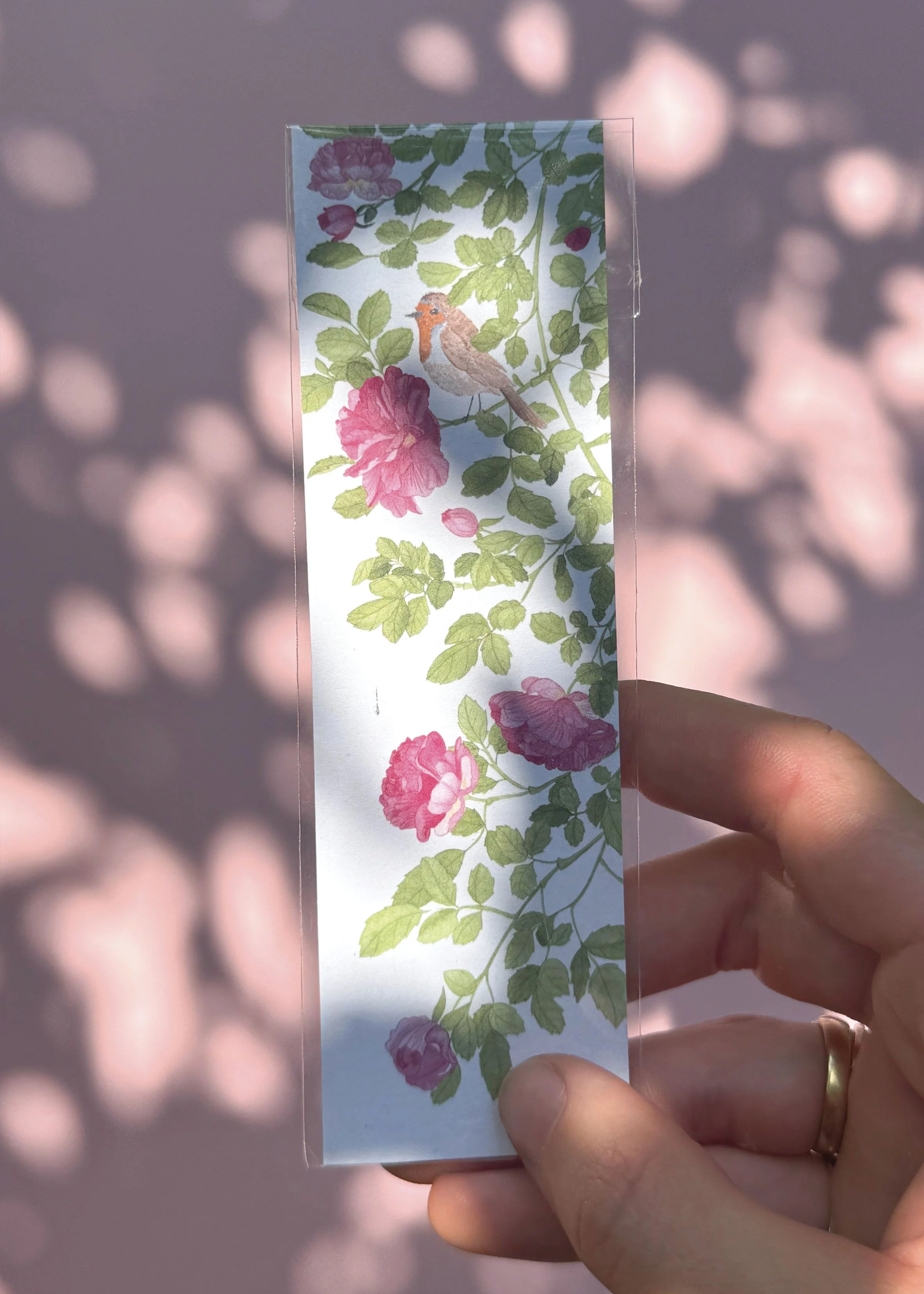 Rose MQ MN.jpg