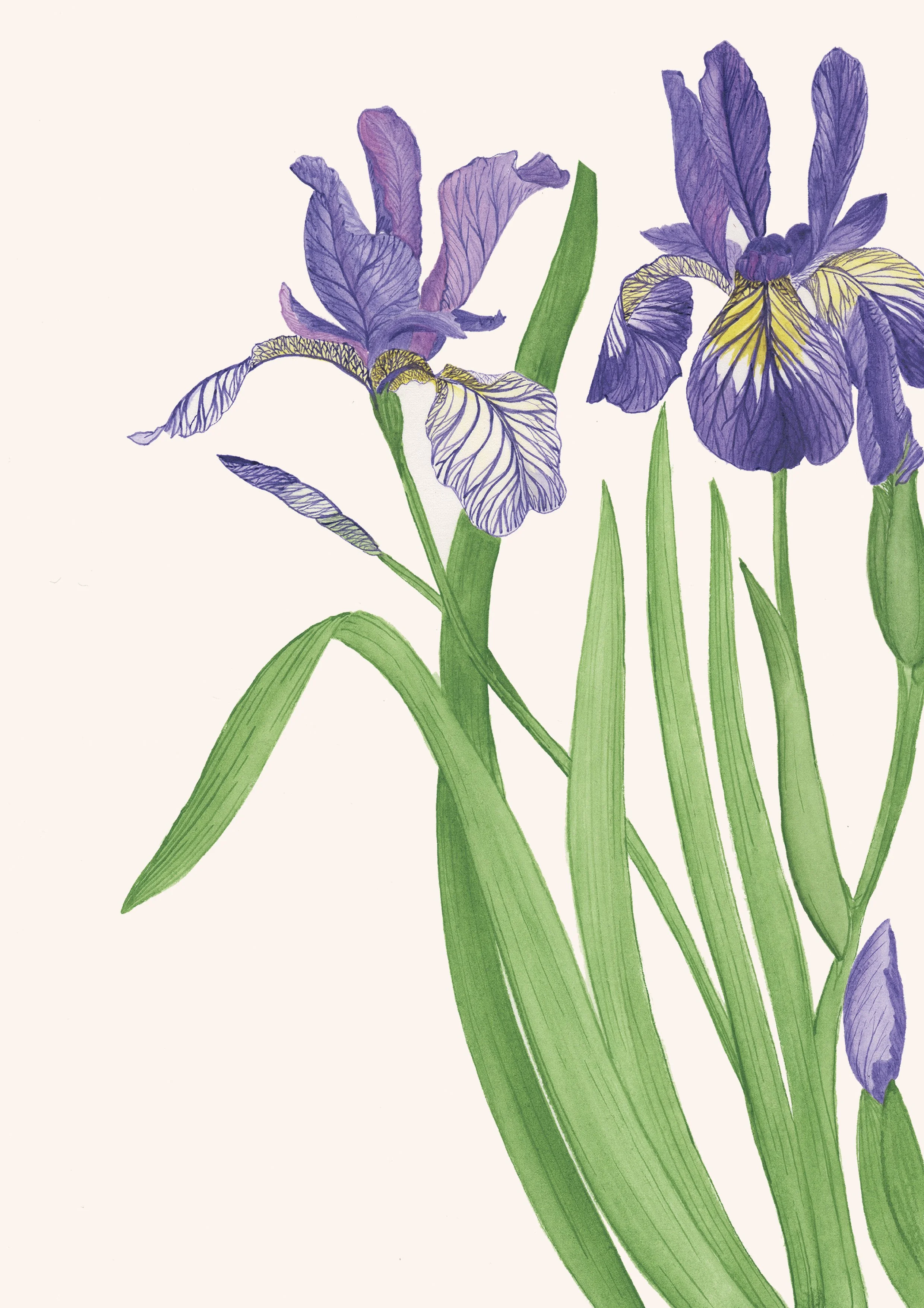 Iris : Dans la mythologie grecque, Iris était la messagère des dieux. On disait que chaque fois qu’elle descendait sur Terre pour porter un message, elle laissait derrière elle une trace colorée : l’arc-en-ciel.