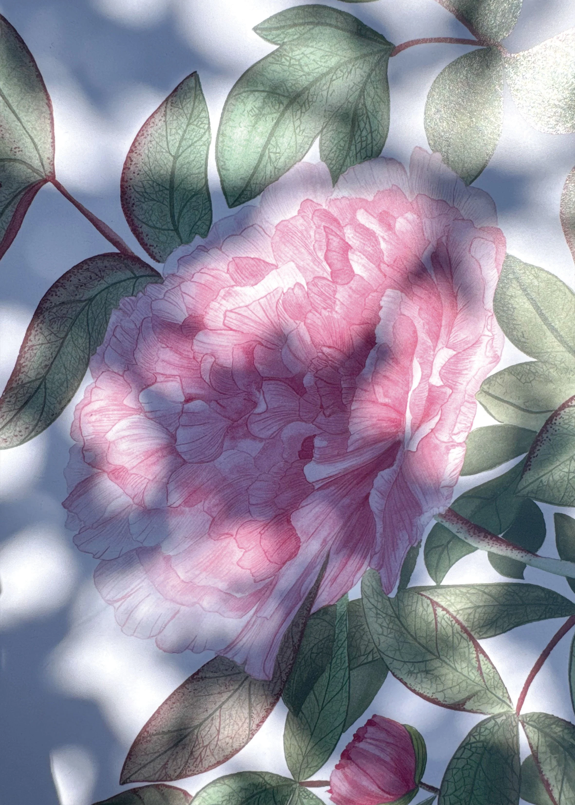 Pivoine zoom.jpg