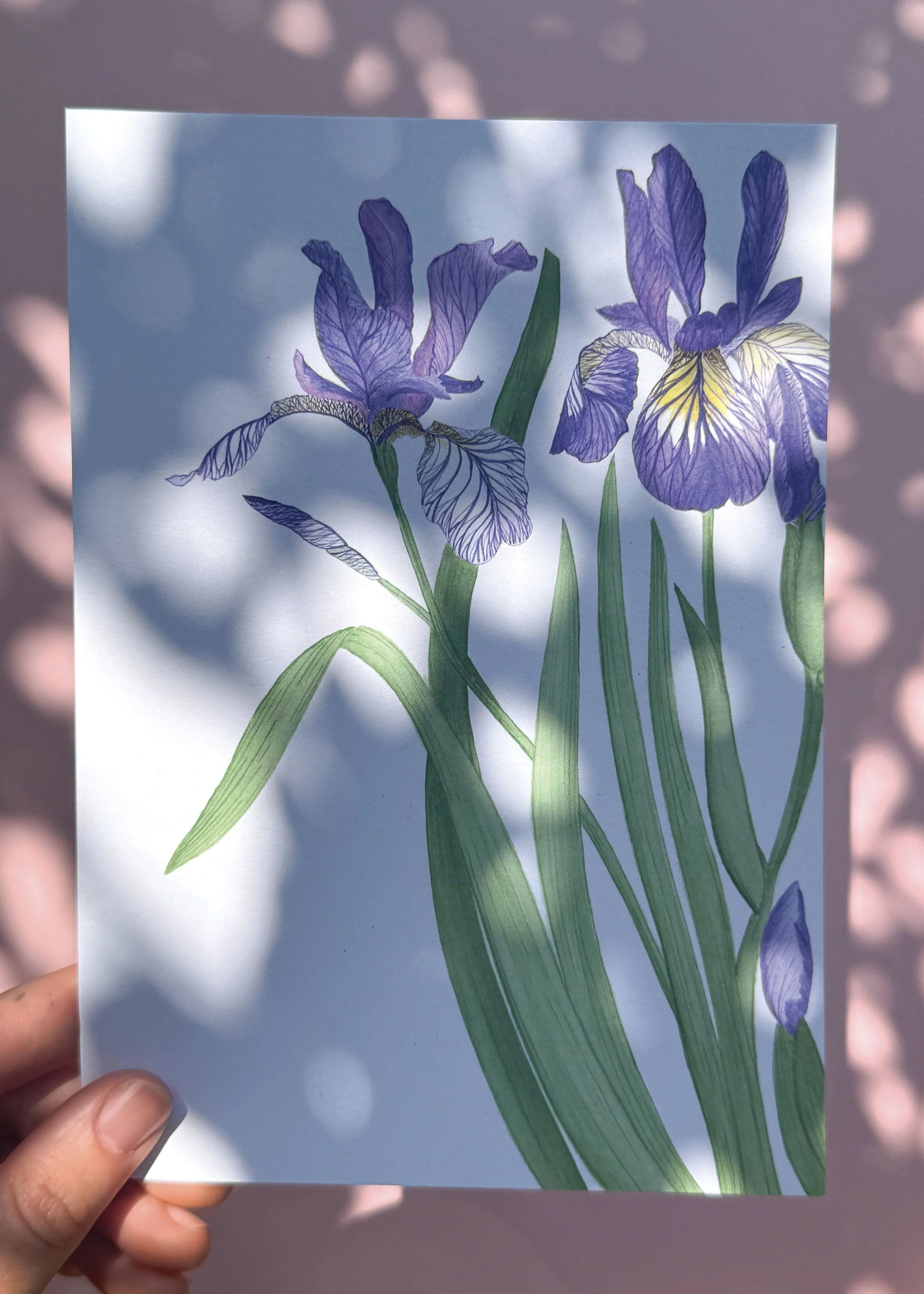Iris A5 MN.jpg