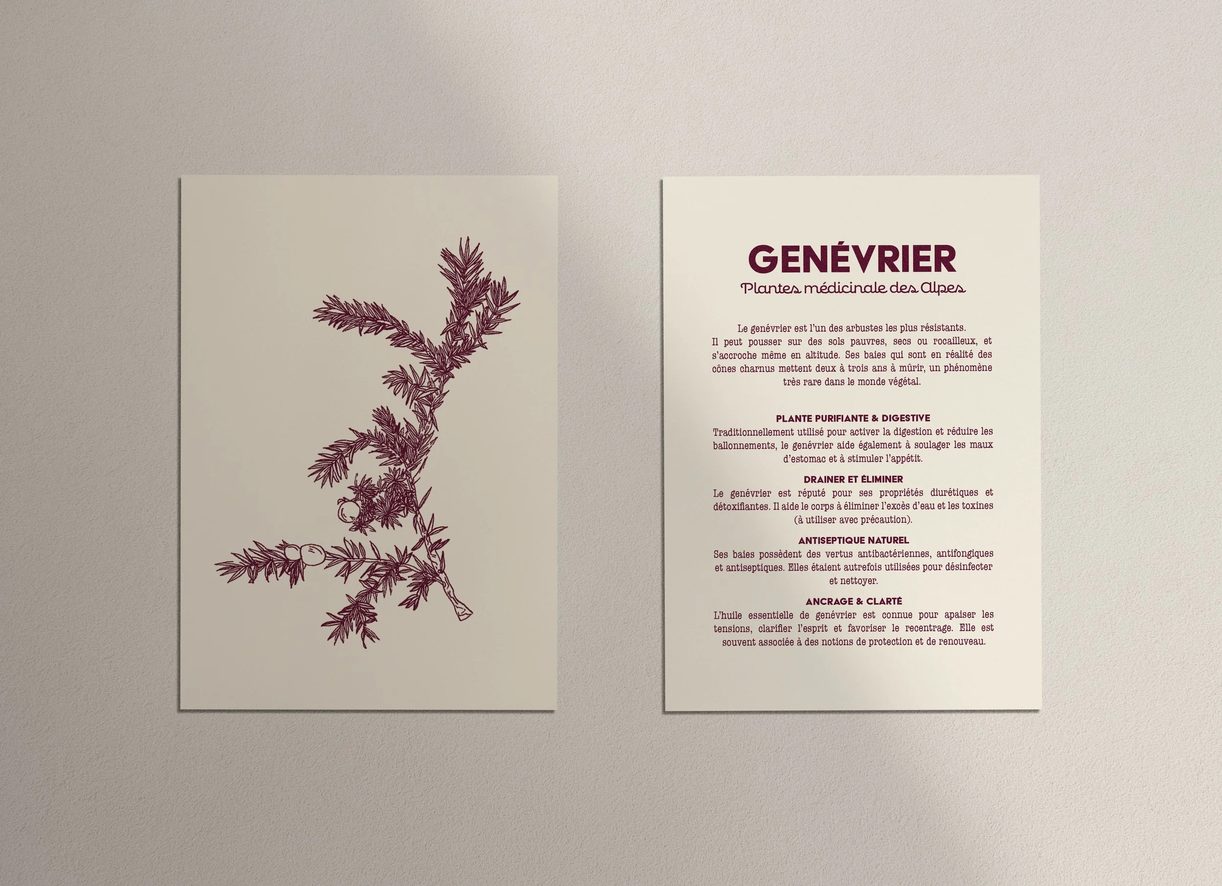 Genevrier recto verso.jpg