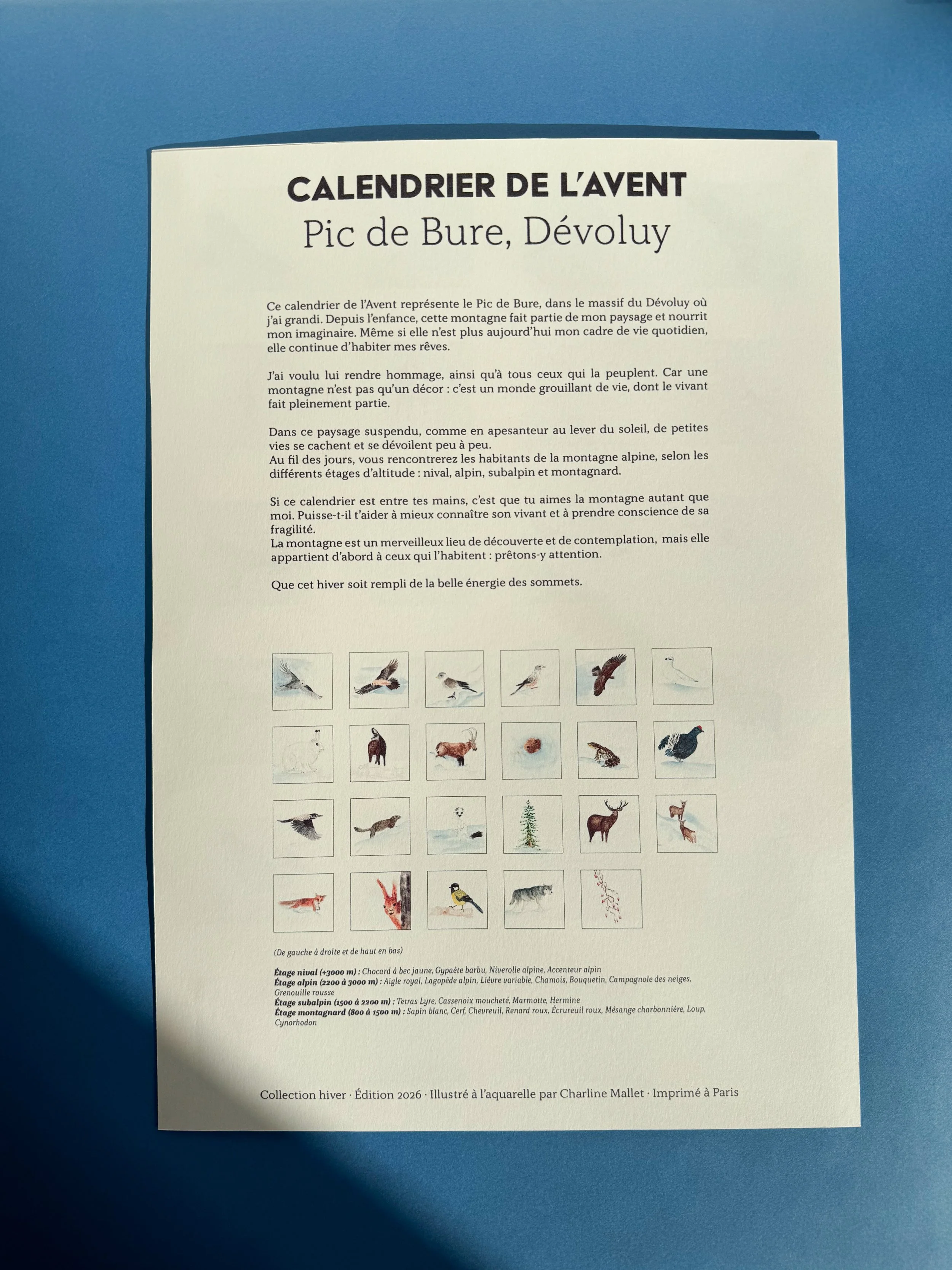 Montagne-et-sa-biodiversite-Charline_mallet-pic-de-bure-dévoluy.jpg