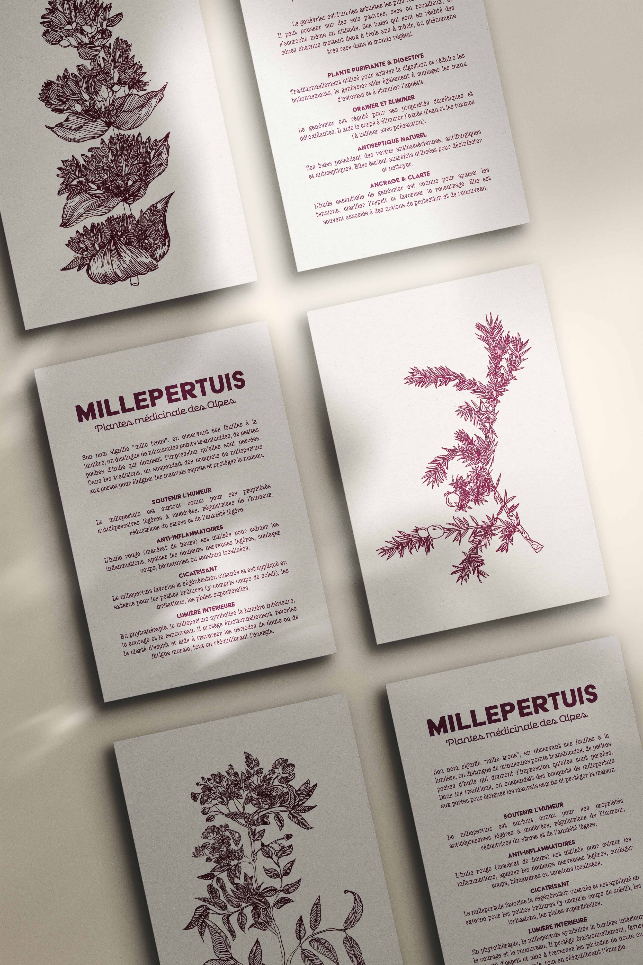 Lot de 3 cartes botanique – Plante médicinale des Alpes