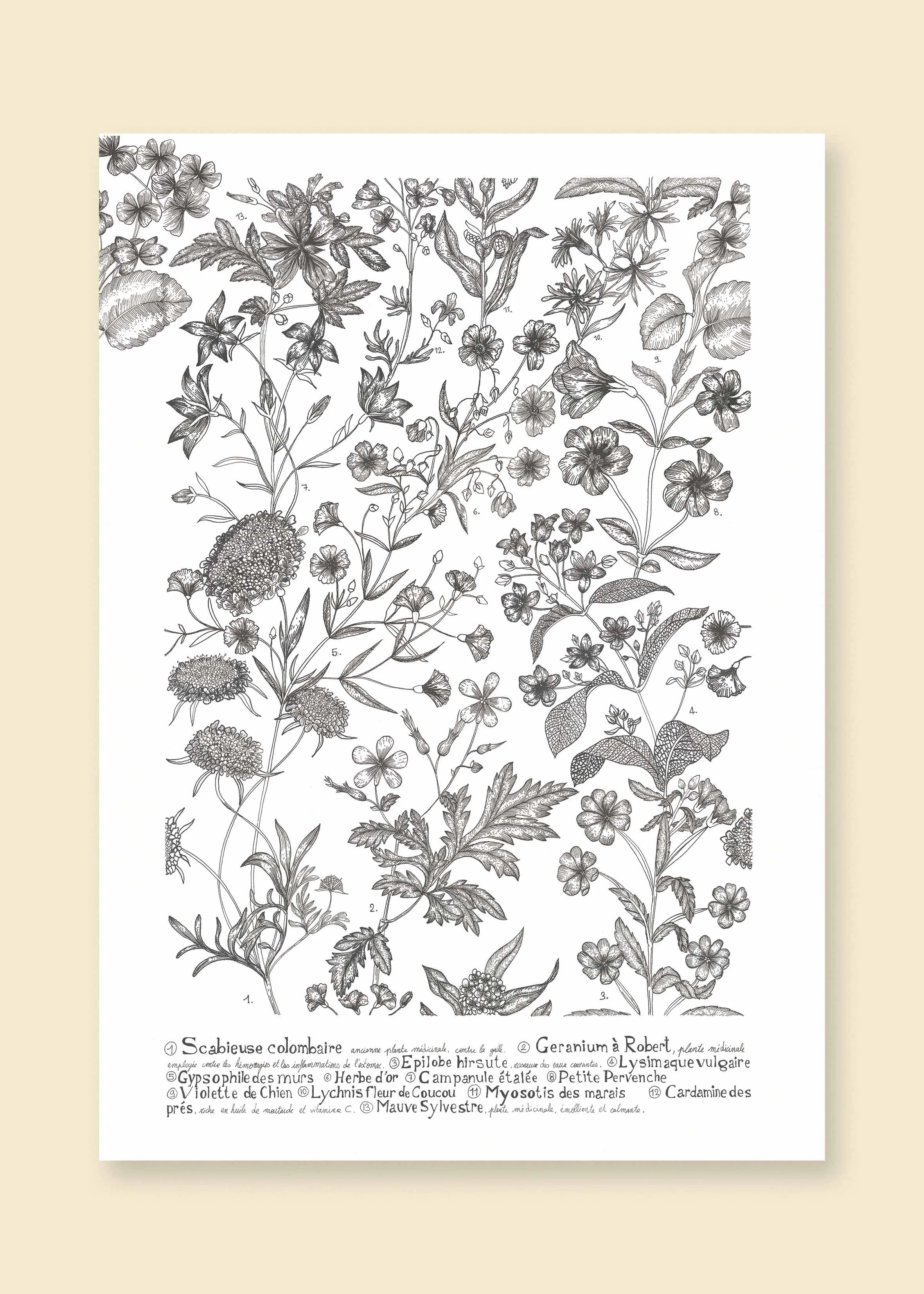 Fleurs des champs A3 neutre.jpg