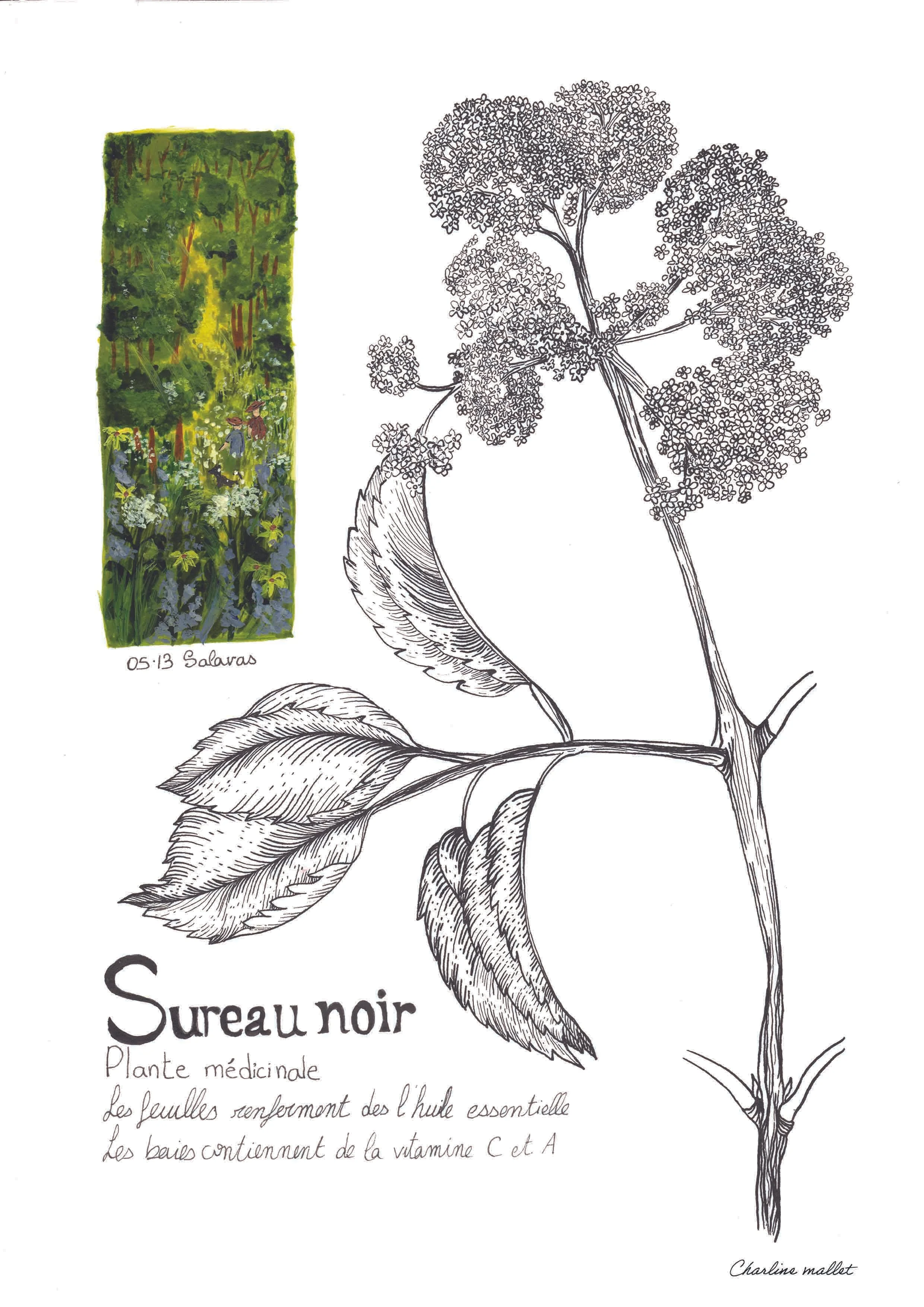 A4 - Sureau noir.jpg