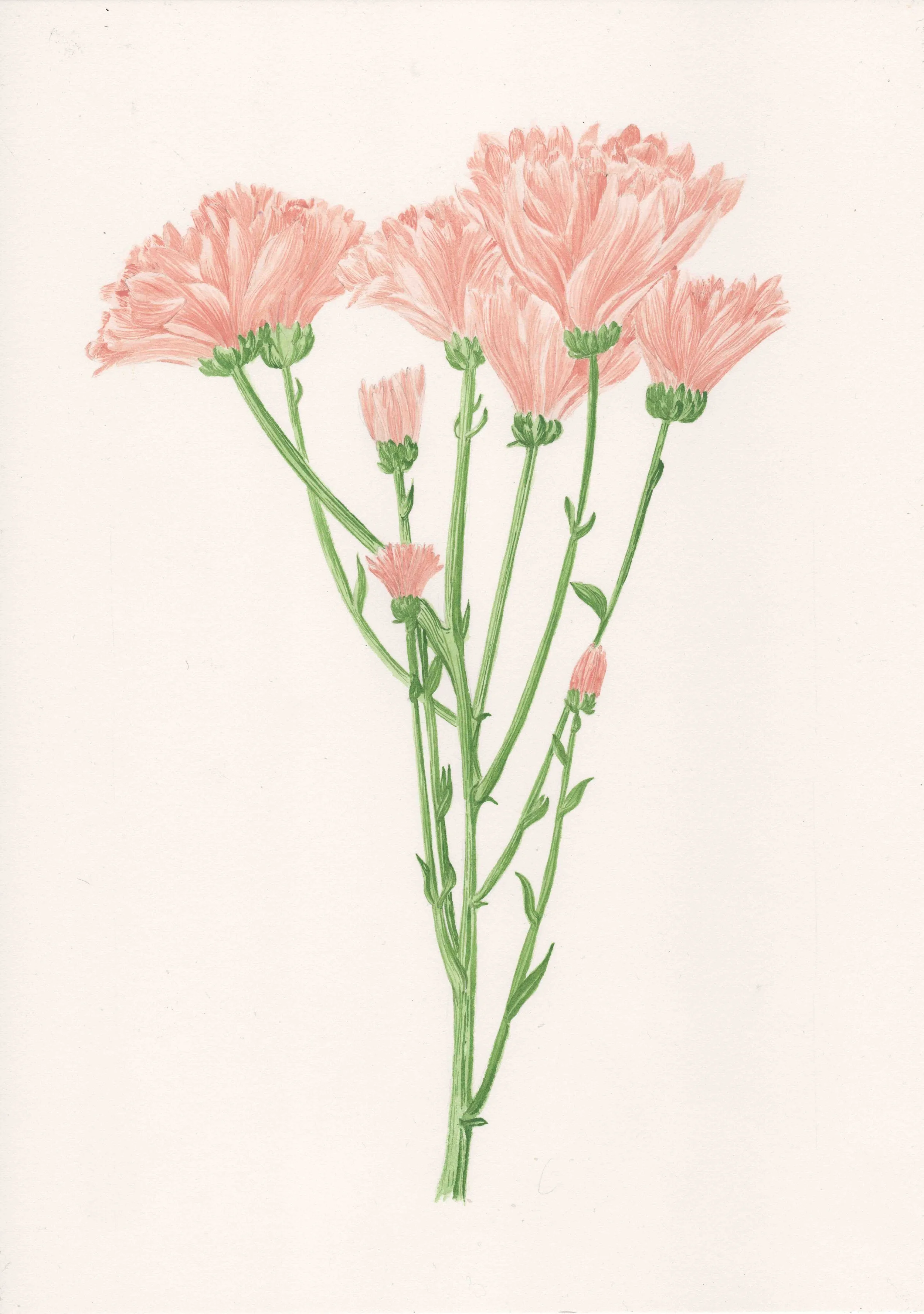 Chrysanthème d’Inde : Malgré son nom, il nous vient de Chine et du Japon où il est le symbole de la lumière et de l’immortalité. Ses innombrables pétales disposés en rayons évoquent le soleil, qui, dans le langage des fleurs, promet une vie longue et
