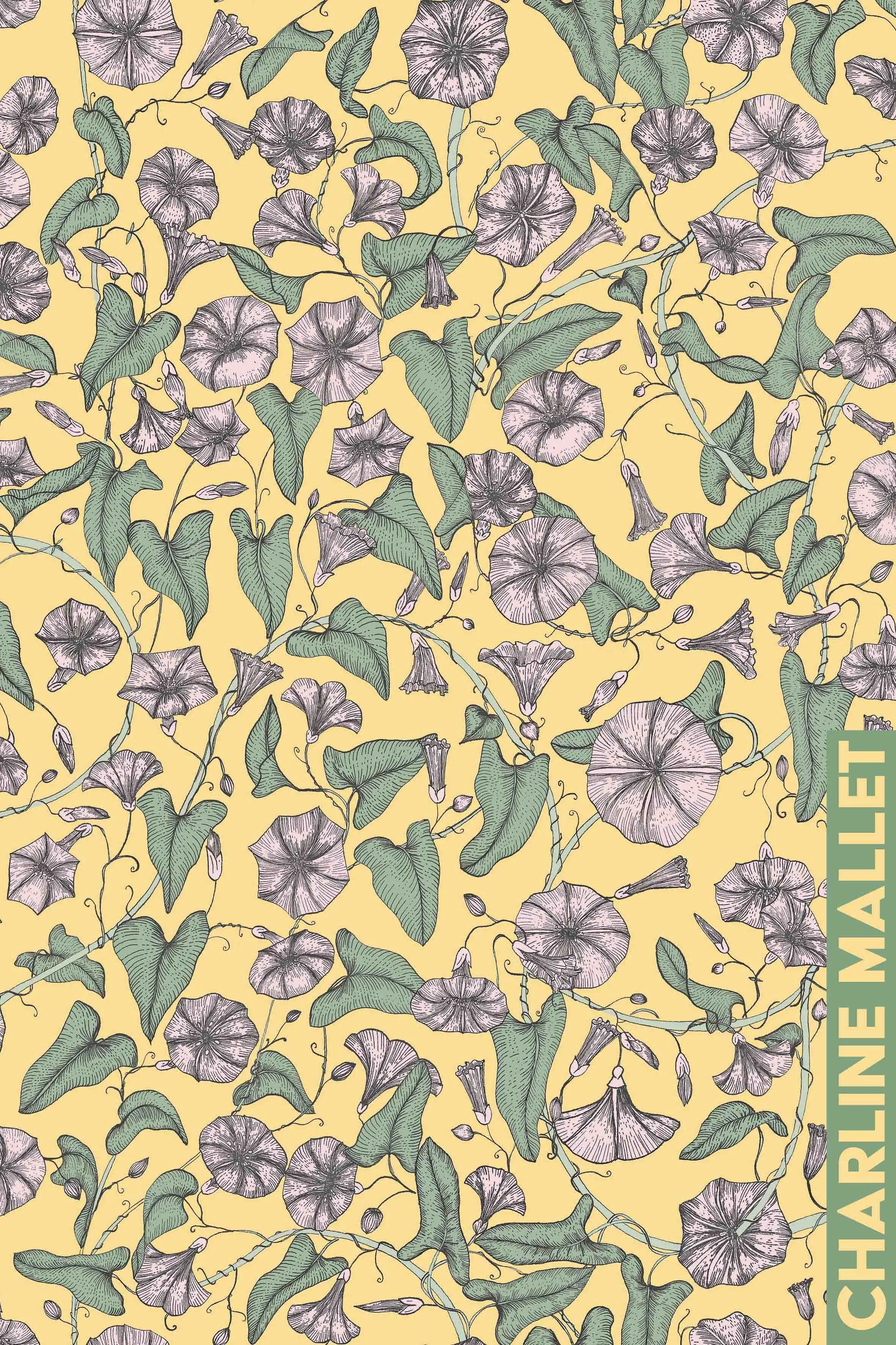 Liserons des champs - Jaune