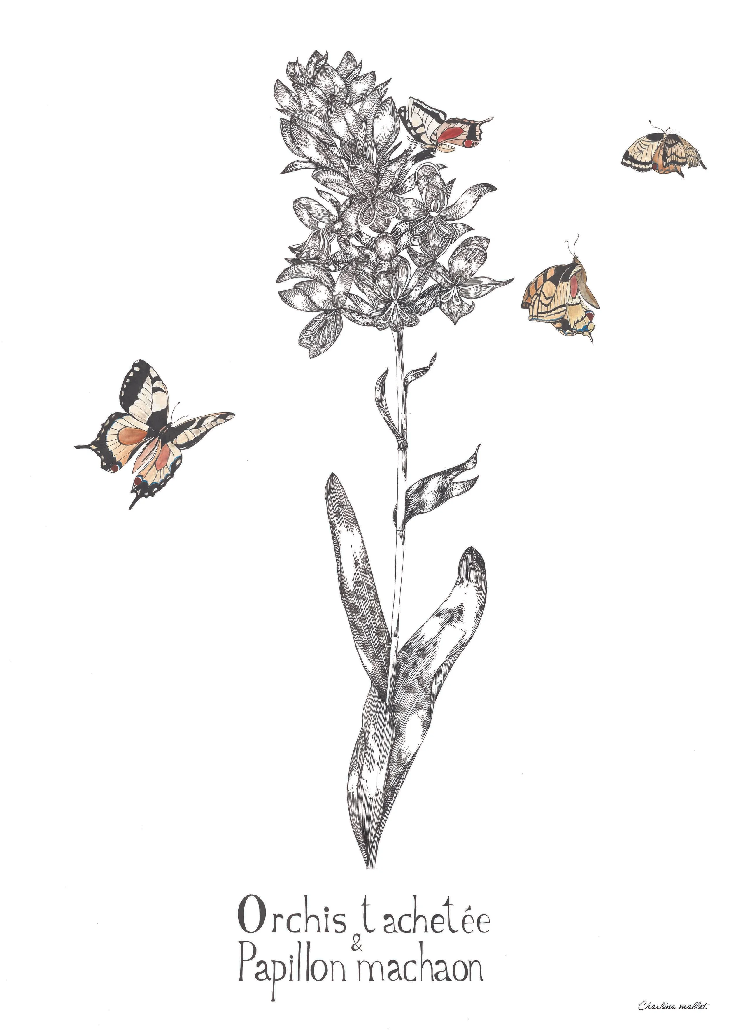 A3 - Orchis tachetée.jpg