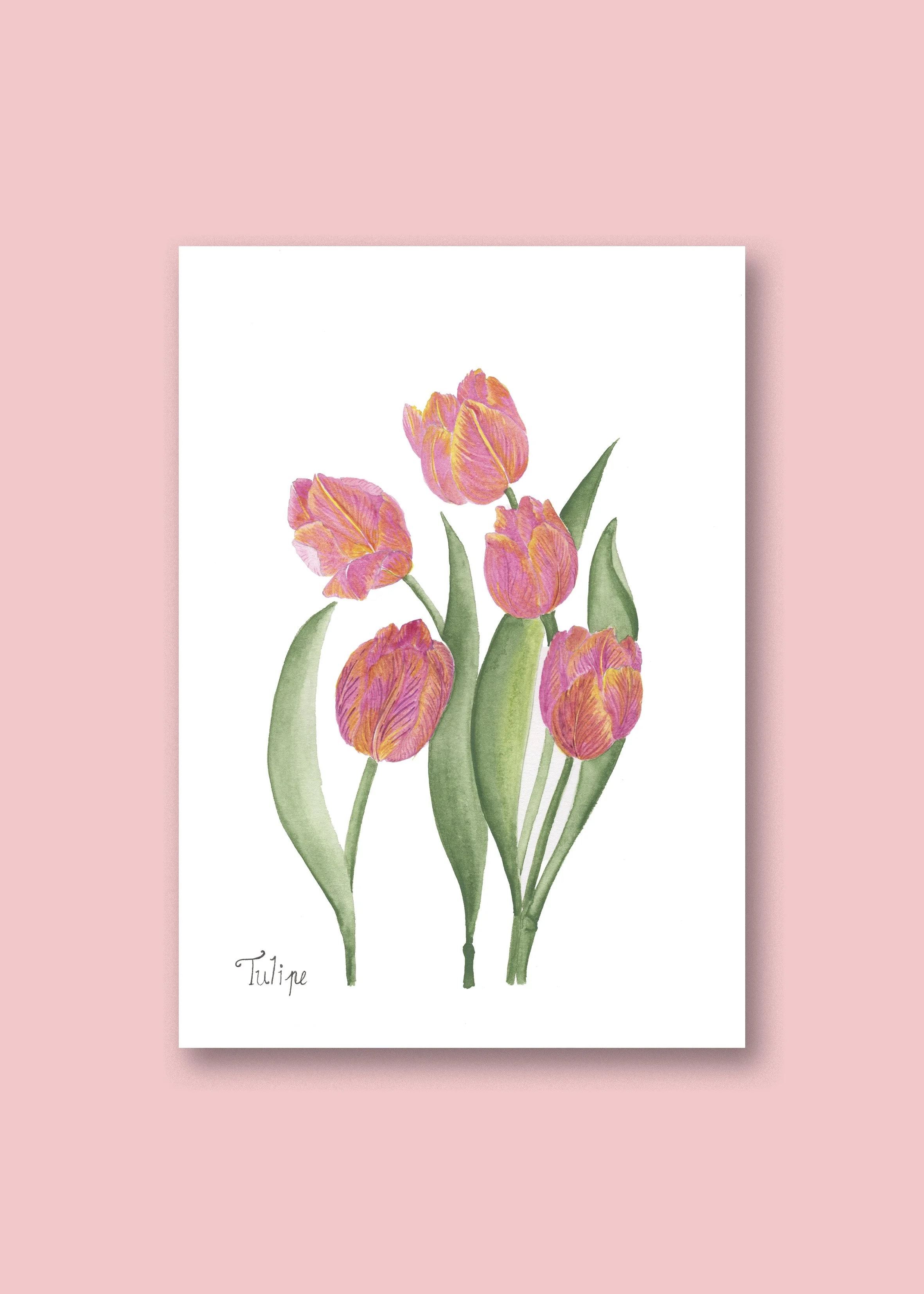 Tulipe A4 neutre.jpg