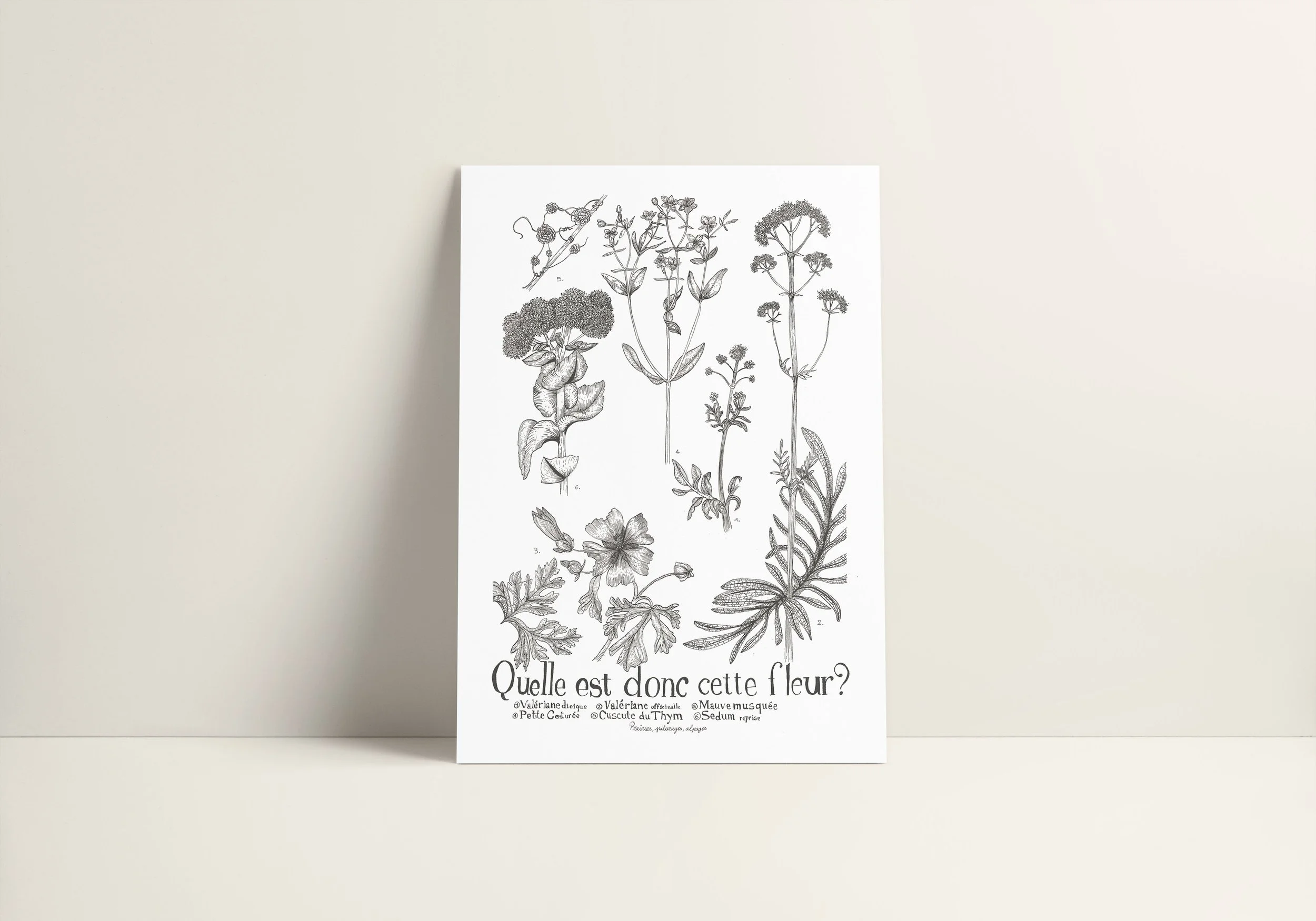 Quelle est donc cette fleur vue 2.jpg