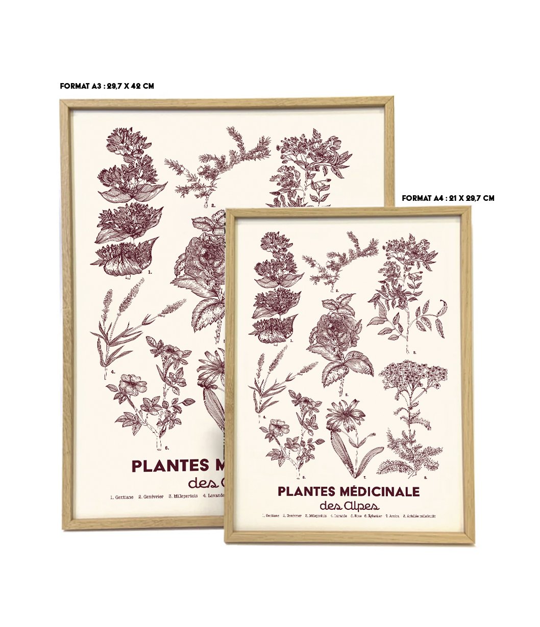 Planche botanique vue 3.jpg (copie)