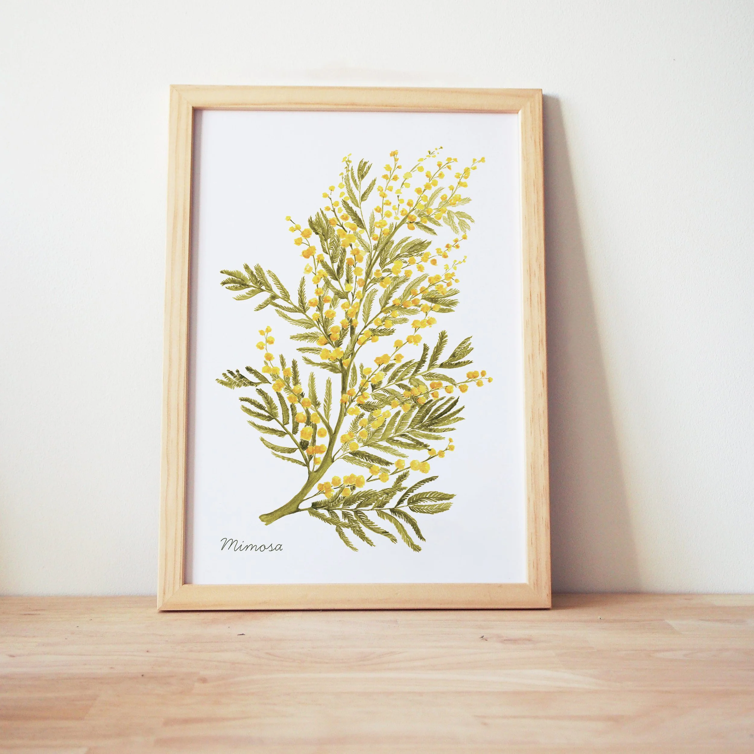 Mimosa - Bouquet éternel