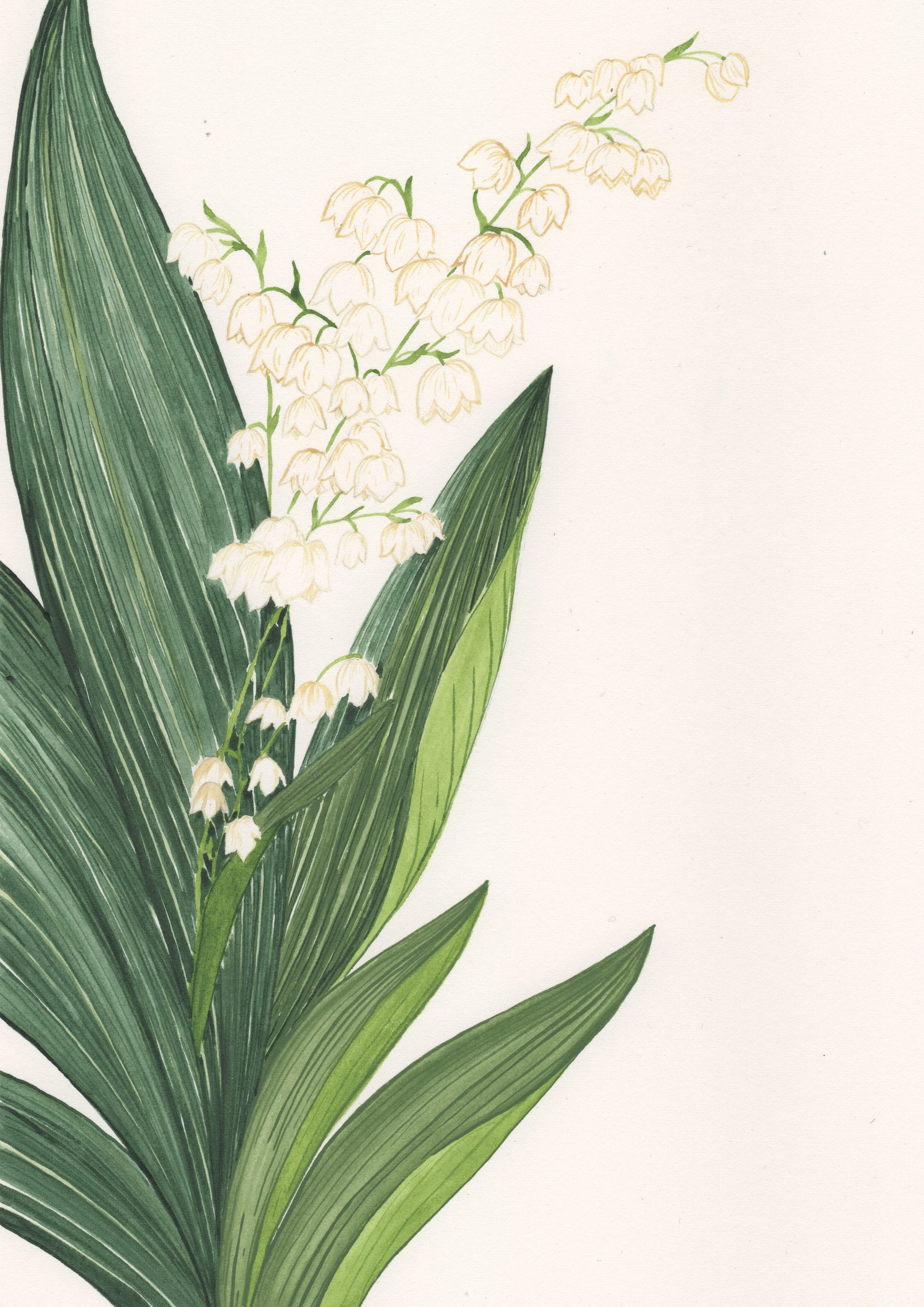 Muguet
Le saviez-vous ?
Ses clochettes ne sont pas seulement jolies : elles diffusent l’un des parfums les plus complexes de la nature, une mélodie olfactive qui, depuis la Renaissance, annonce le retour du bonheur.