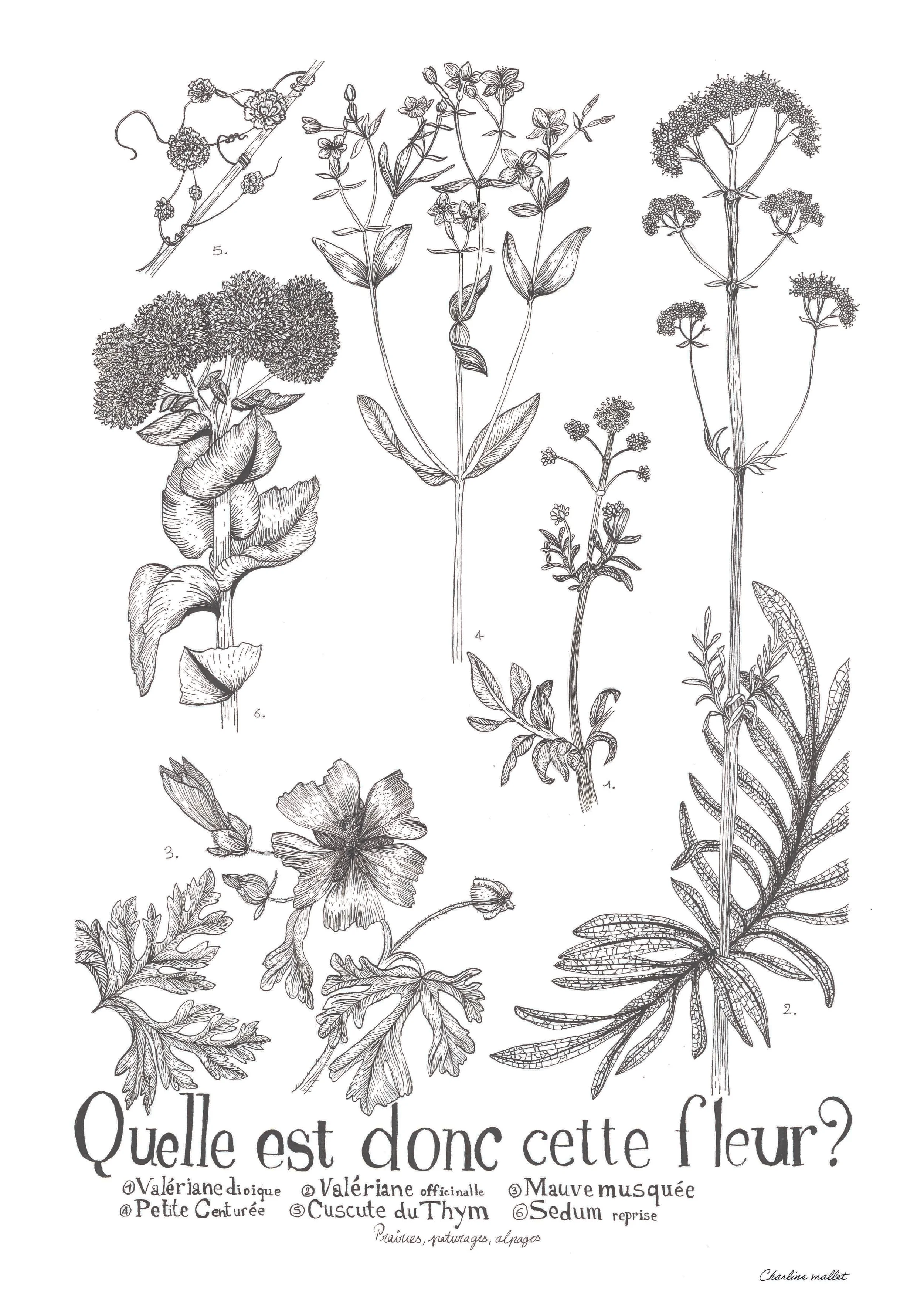 A3 Quelle est donc cette fleur.jpg (copie)