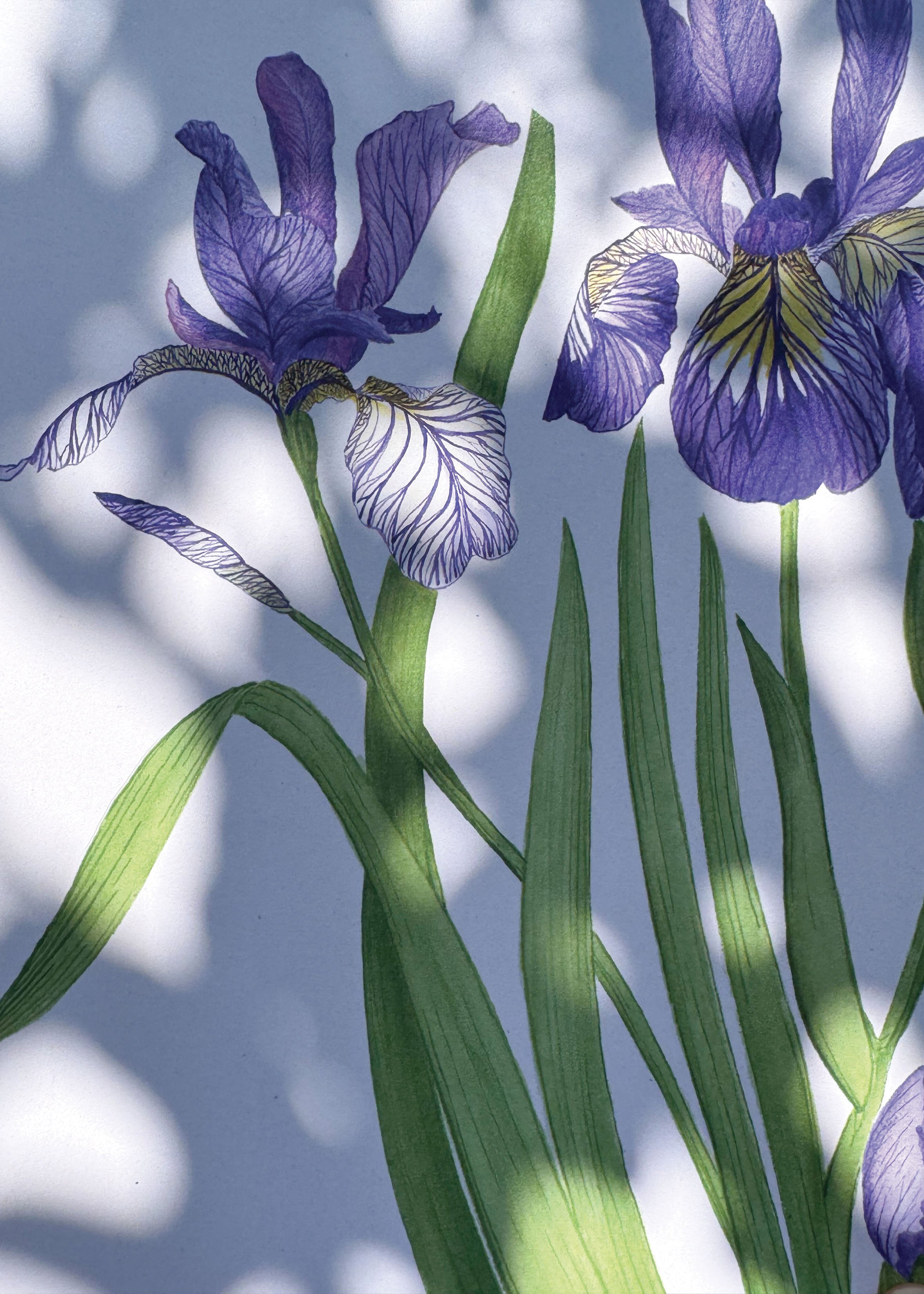 Iris A4 zoom.jpg