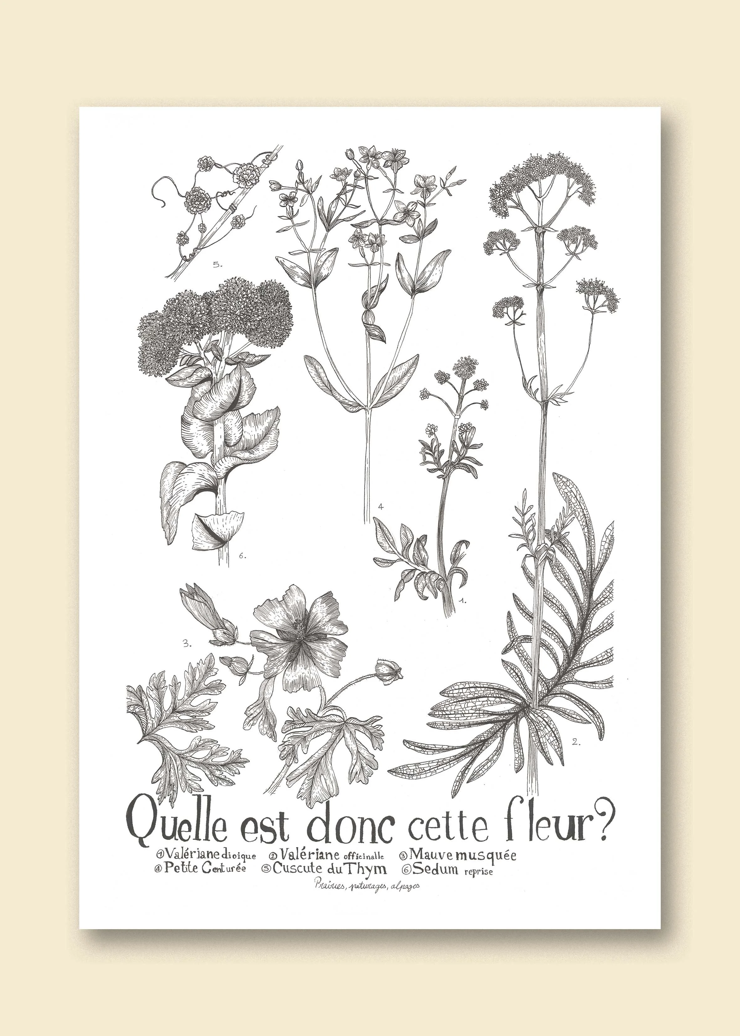 Quelle est donc cette fleur neutre.jpg