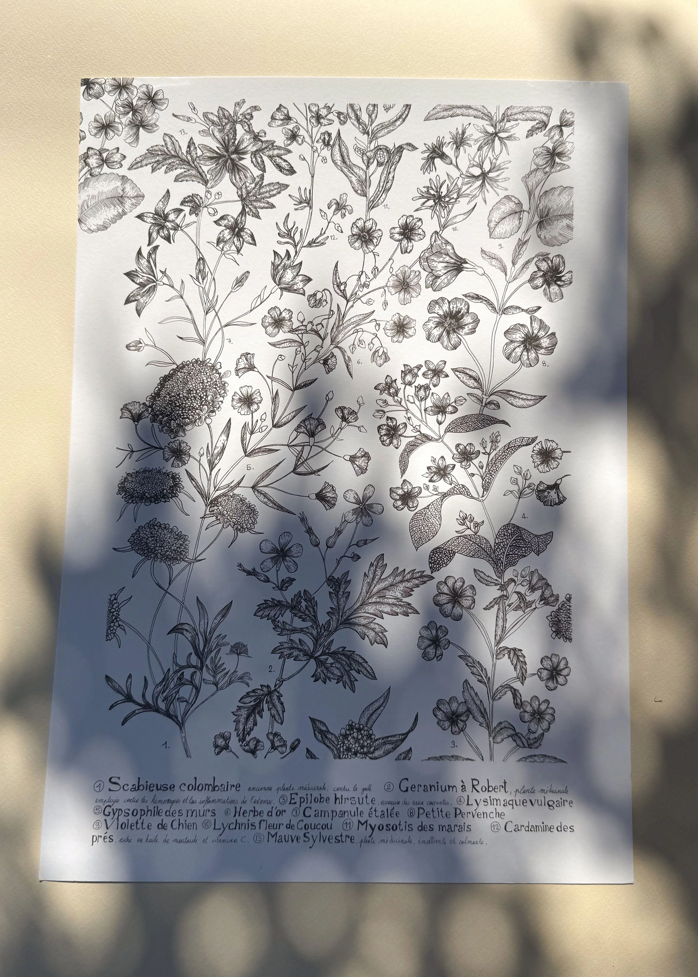 Fleurs des champs A3.jpg