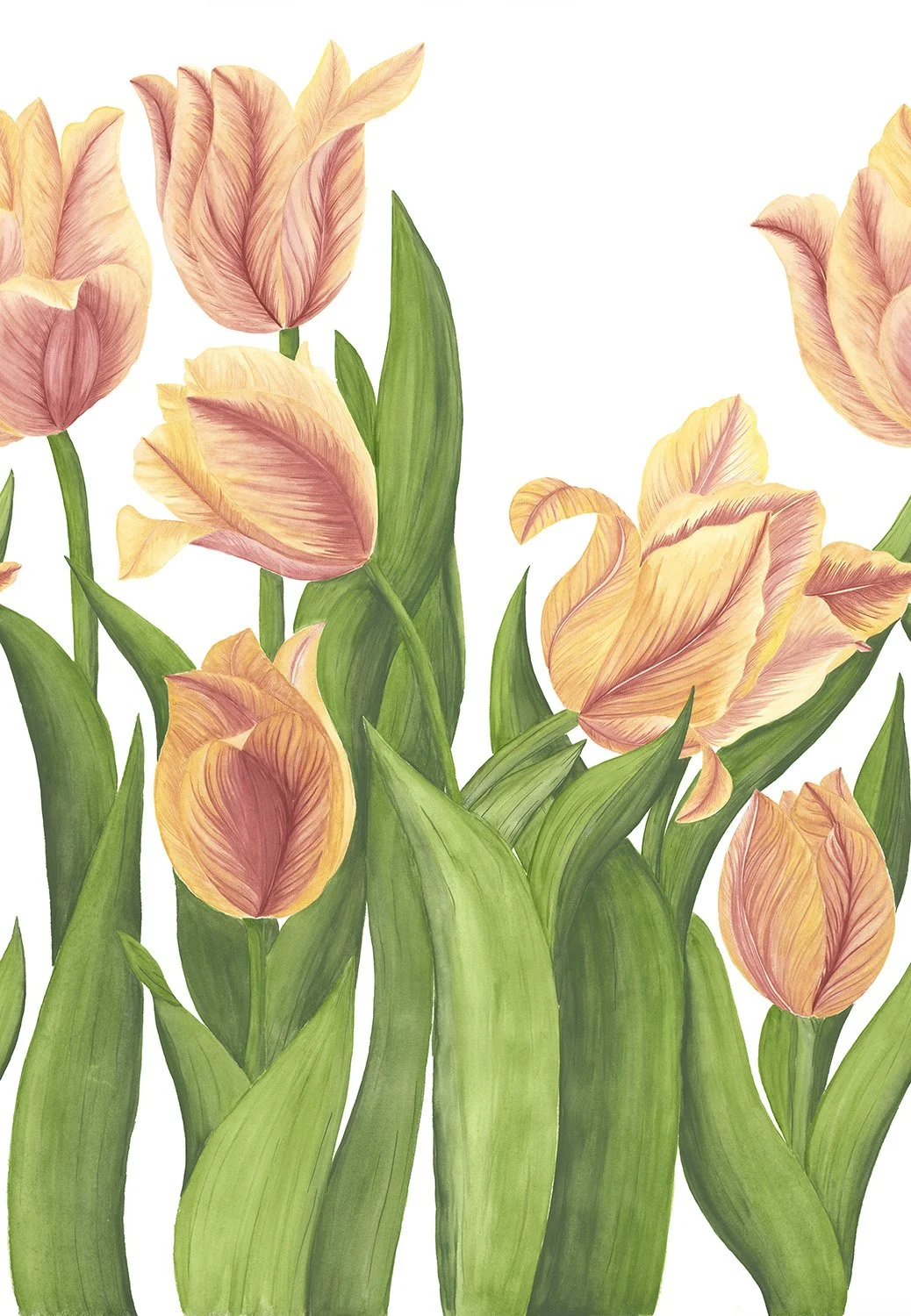 Tulipe :
Originaire des montagnes d’Asie centrale, elle se tourne naturellement vers la lumière du soleil, ajustant sa silhouette chaque jour avec une grâce presque mouvante.