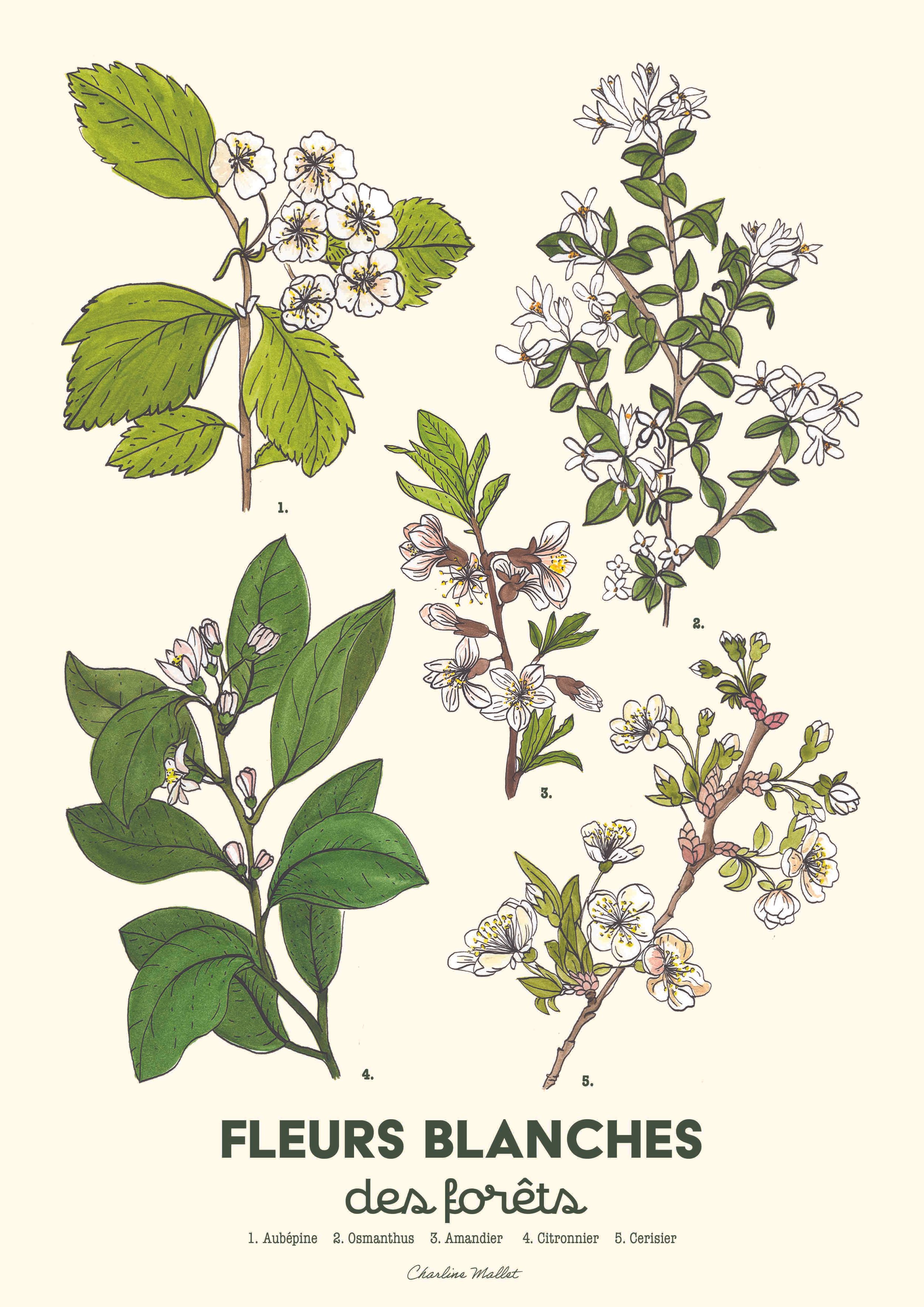 Affiche Planche bottanique.jpg