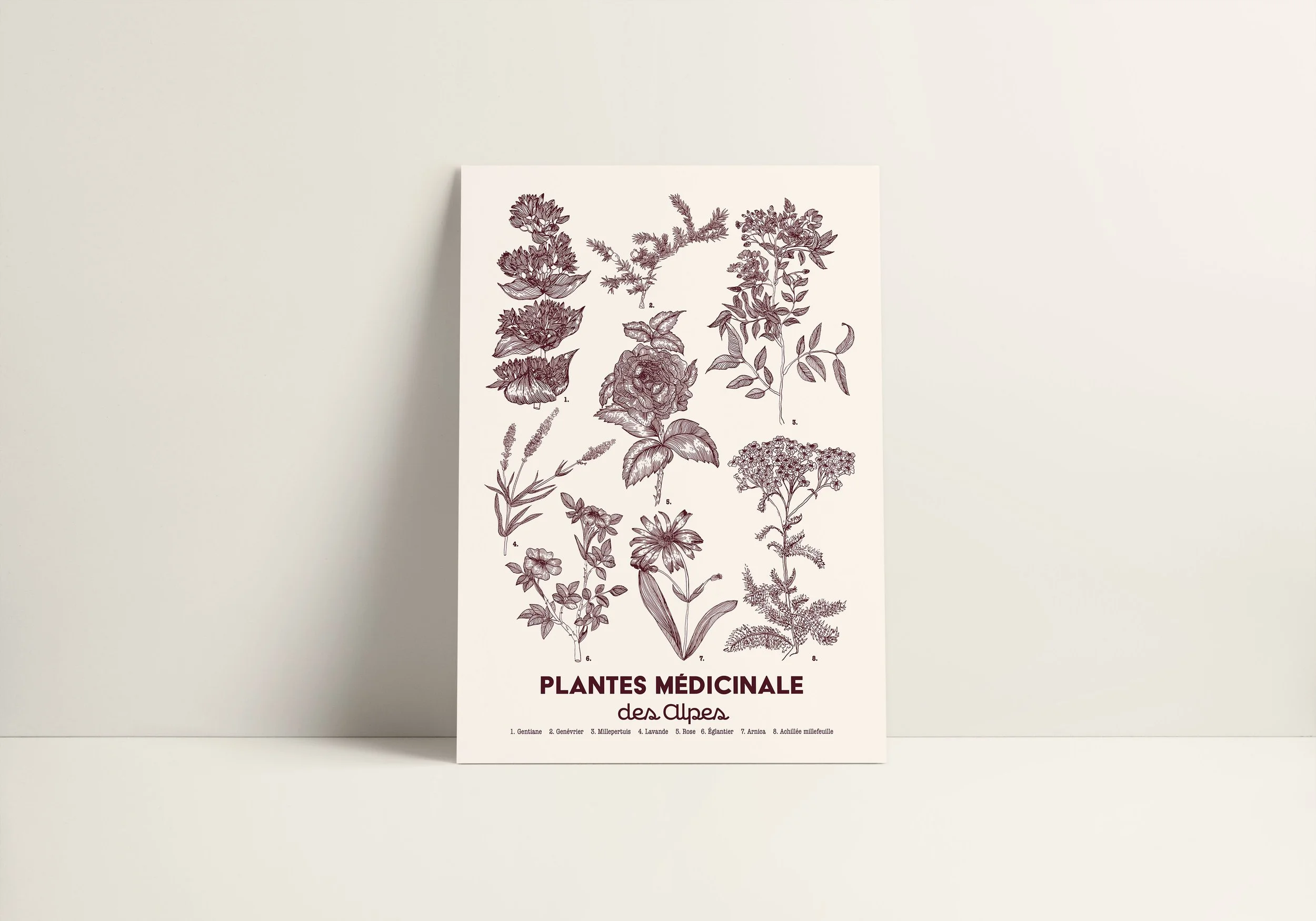 Planche botanique vue 2.jpg