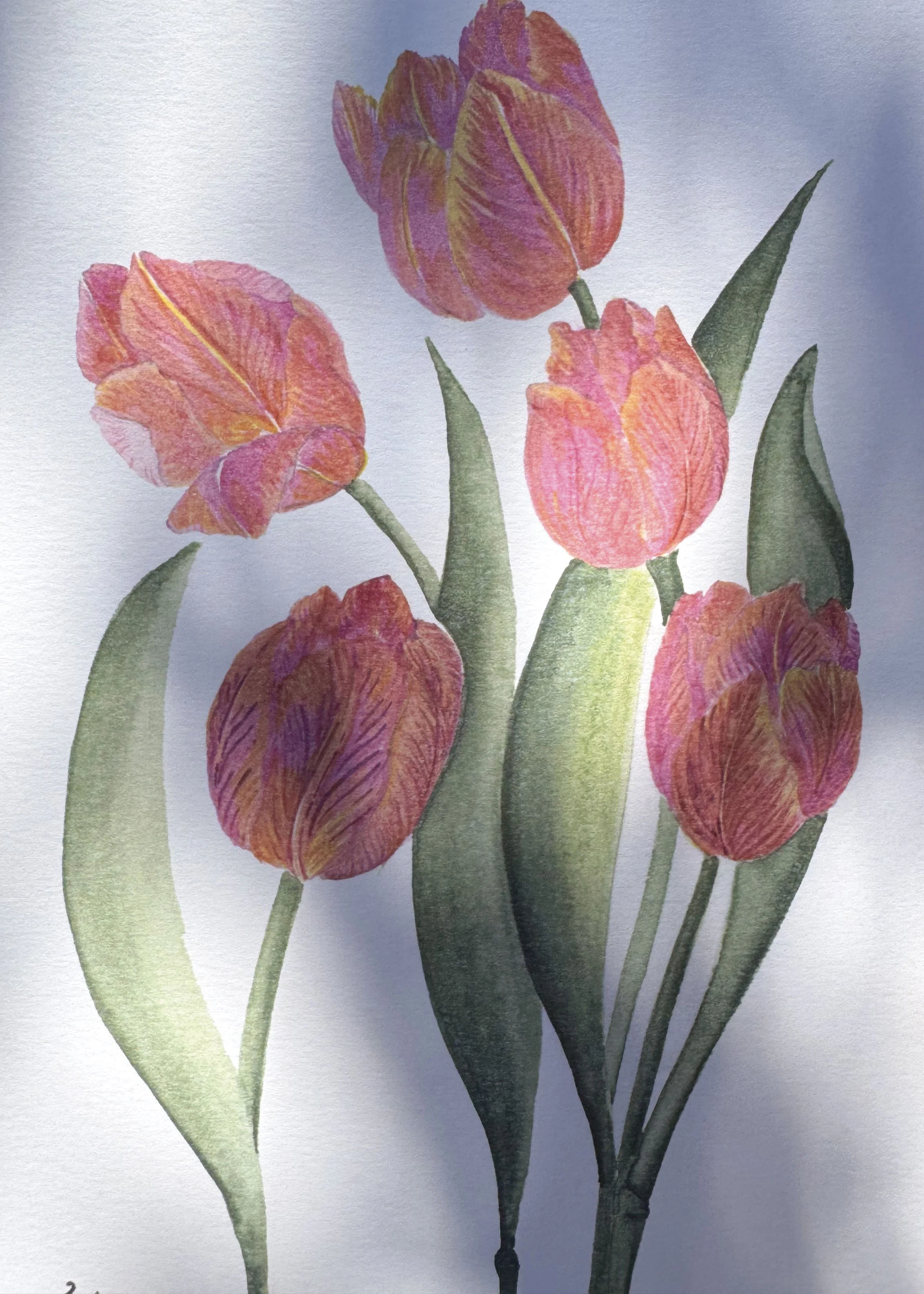 Tulipe zoom.jpg