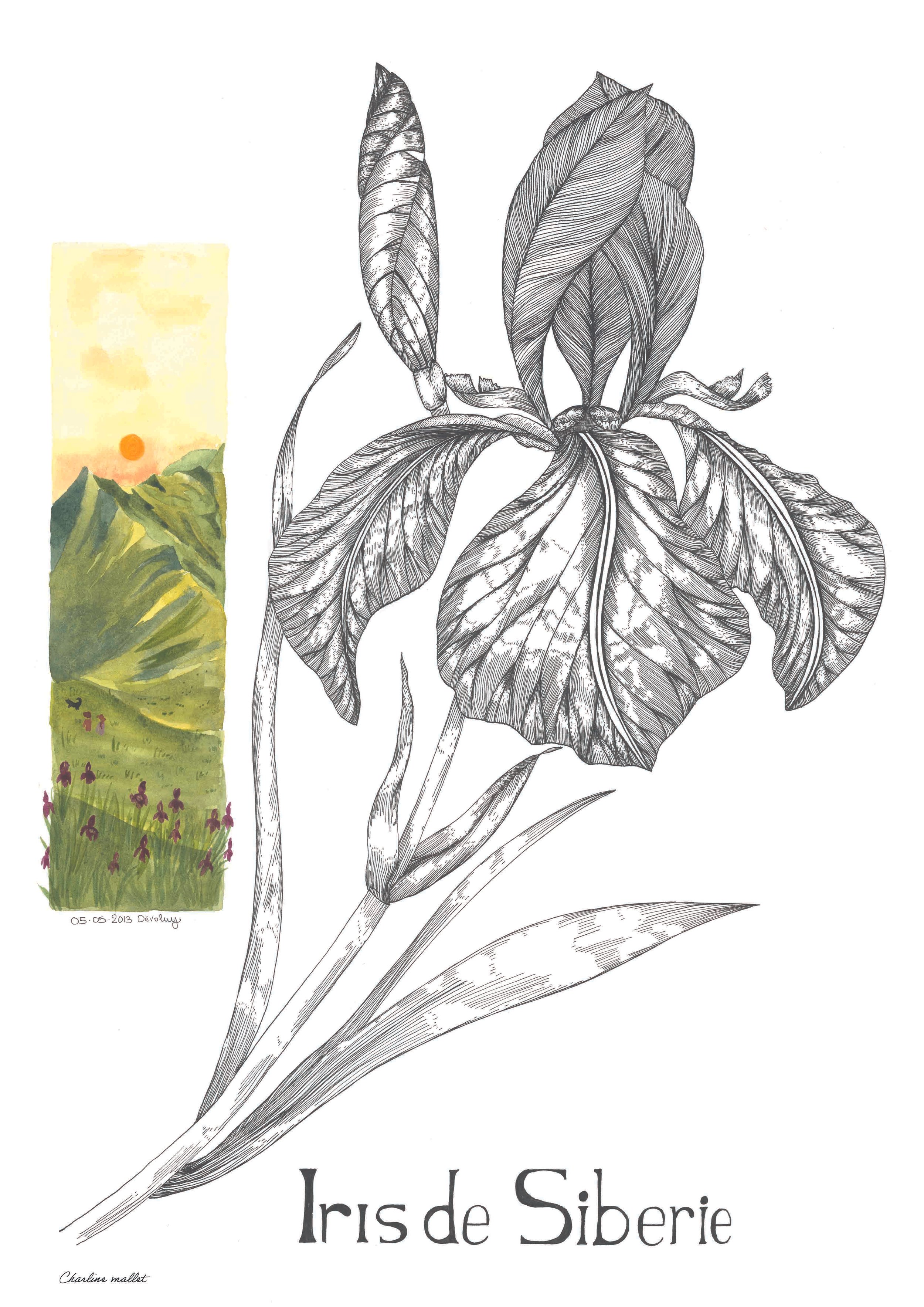 A3 - Iris de Sibérie.jpg