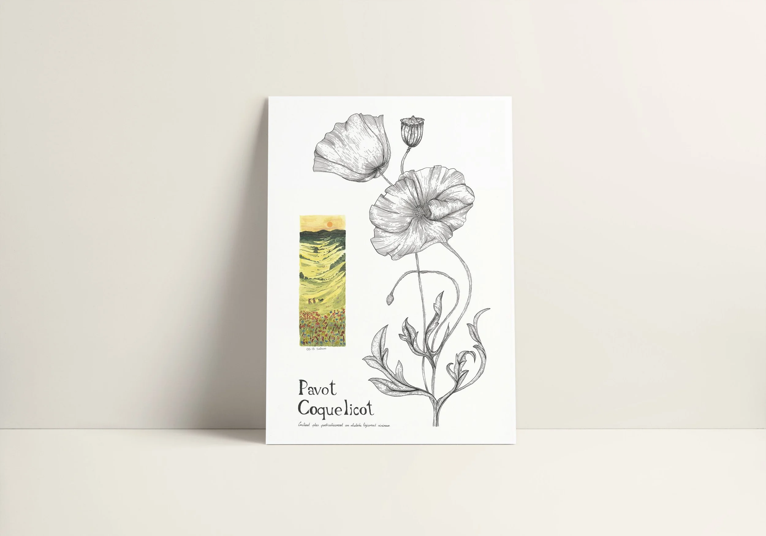 Coquelicot vue 2.jpg