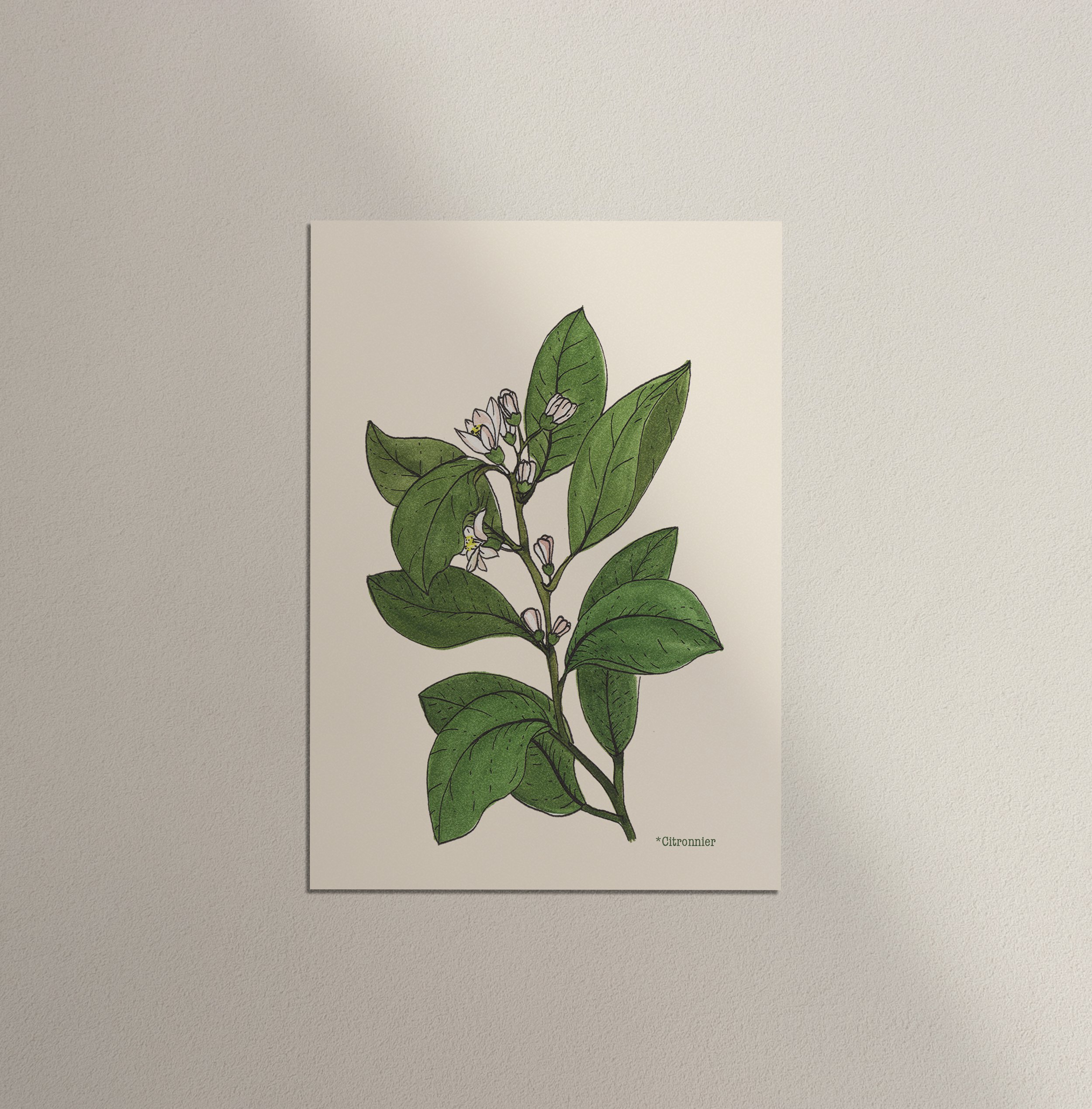 Citronnier.jpg
