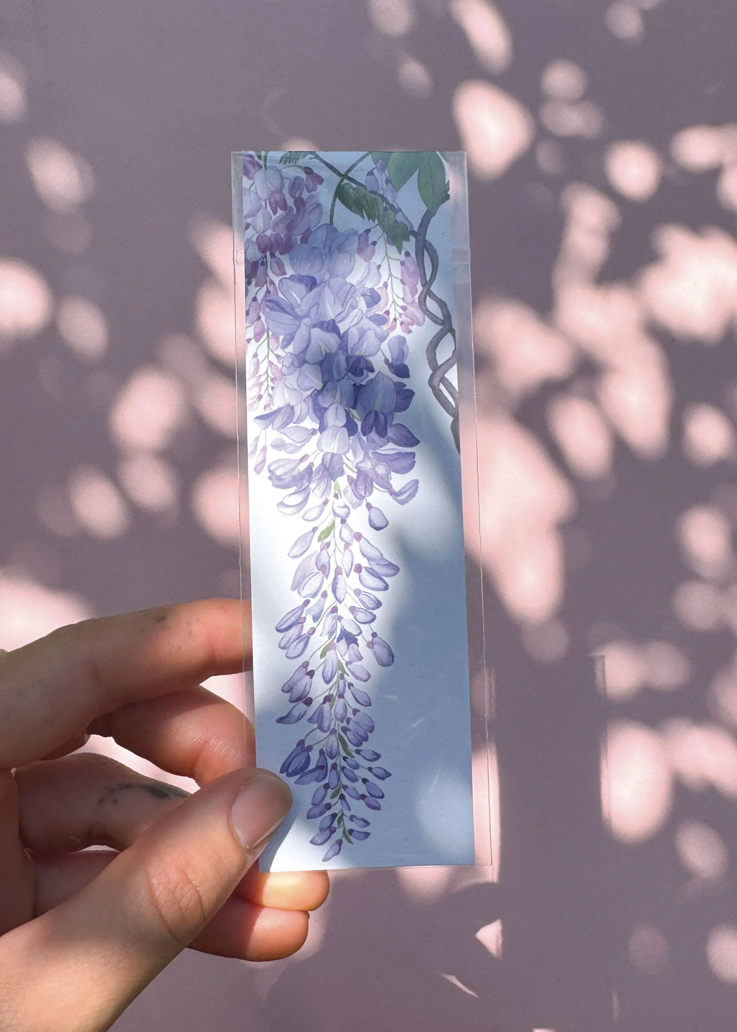 Glycine MQ MN.jpg