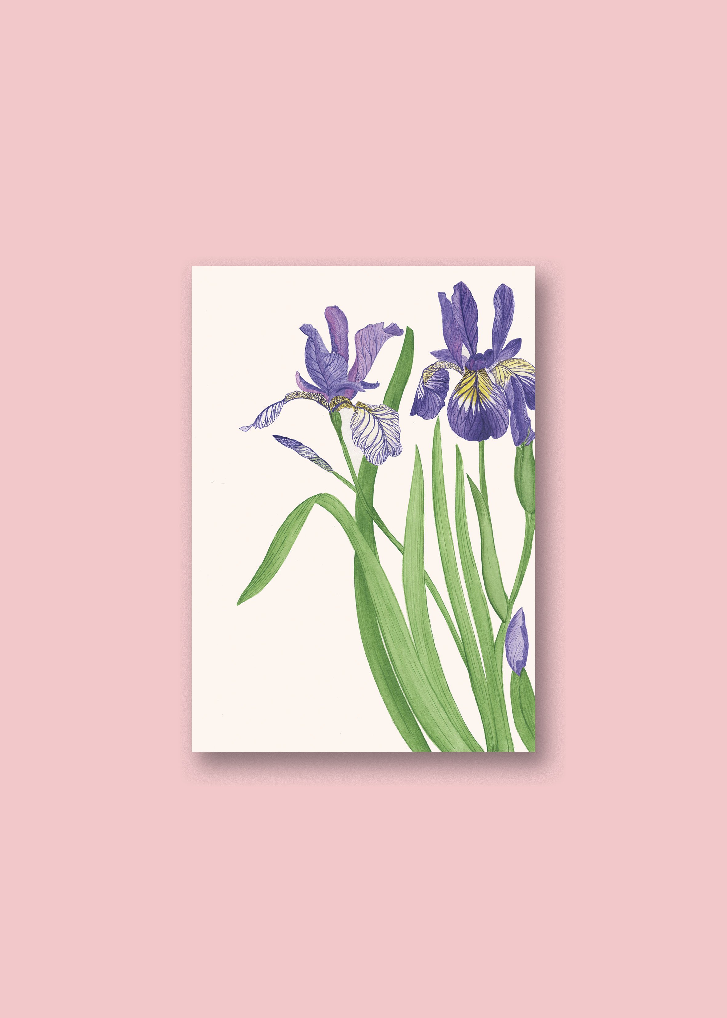 Iris A5 neutre.jpg