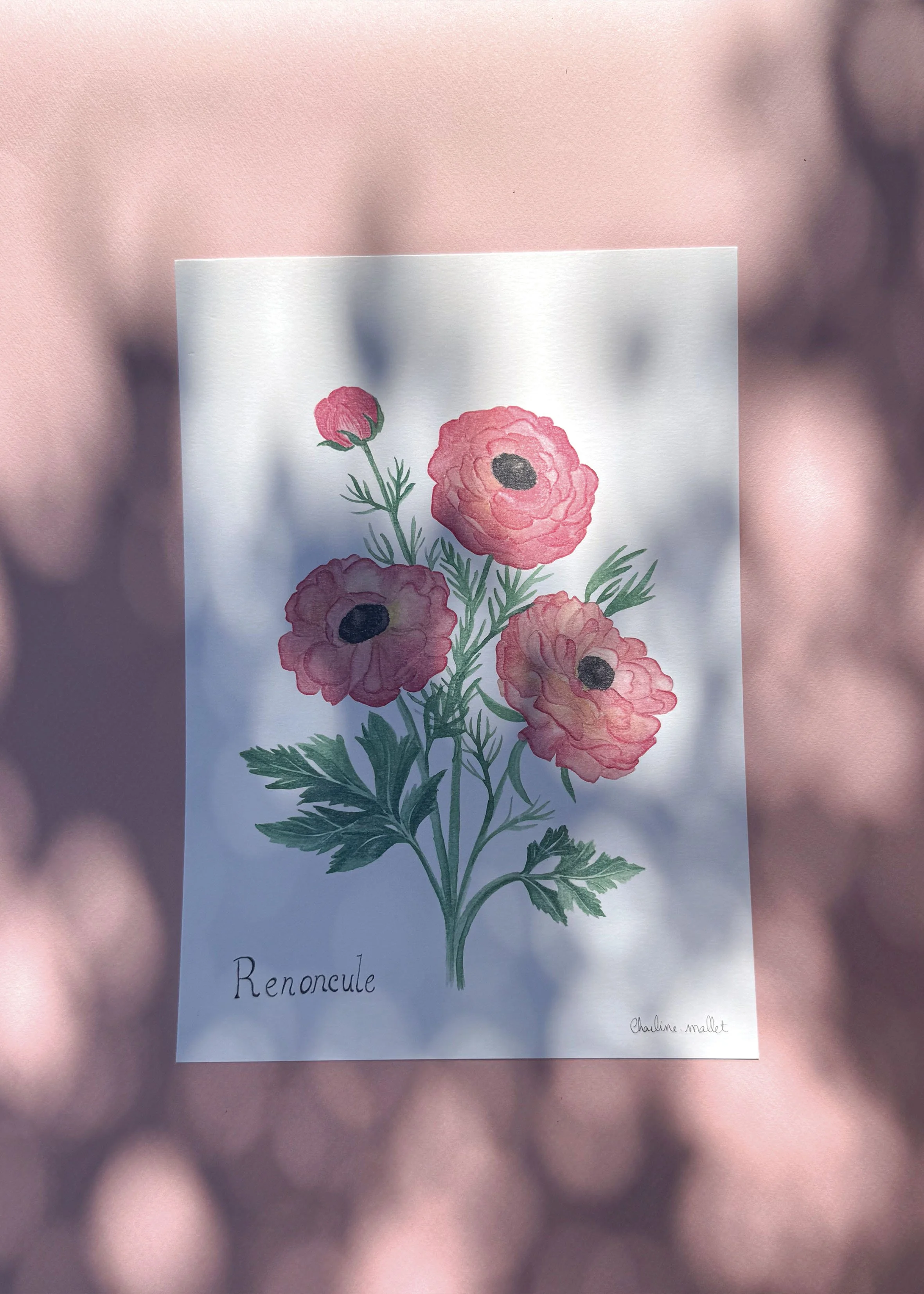 Renoncule - Bouquet éternel