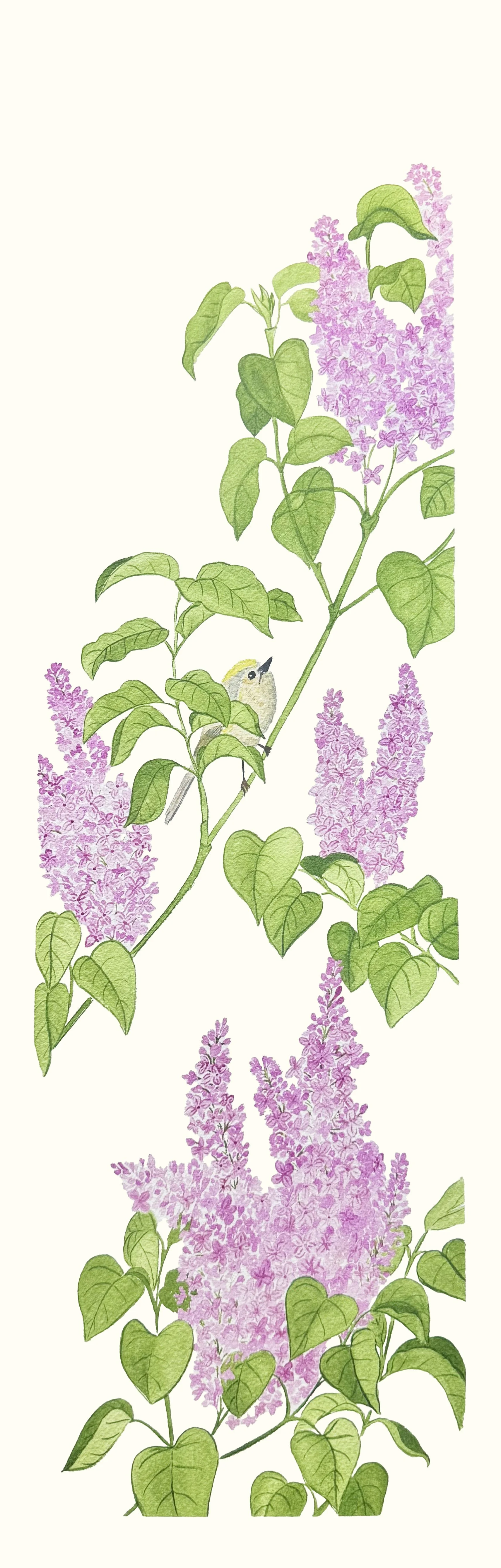 Lila & Roitelet huppé : Le lilas embaume davantage au coucher du soleil : 
son parfum s’intensifie lorsque l’air fraîchit.
Le roitelet huppé, quant à lui, est l’un des plus petits oiseaux d’Europe, mais aussi l’un des plus vifs.