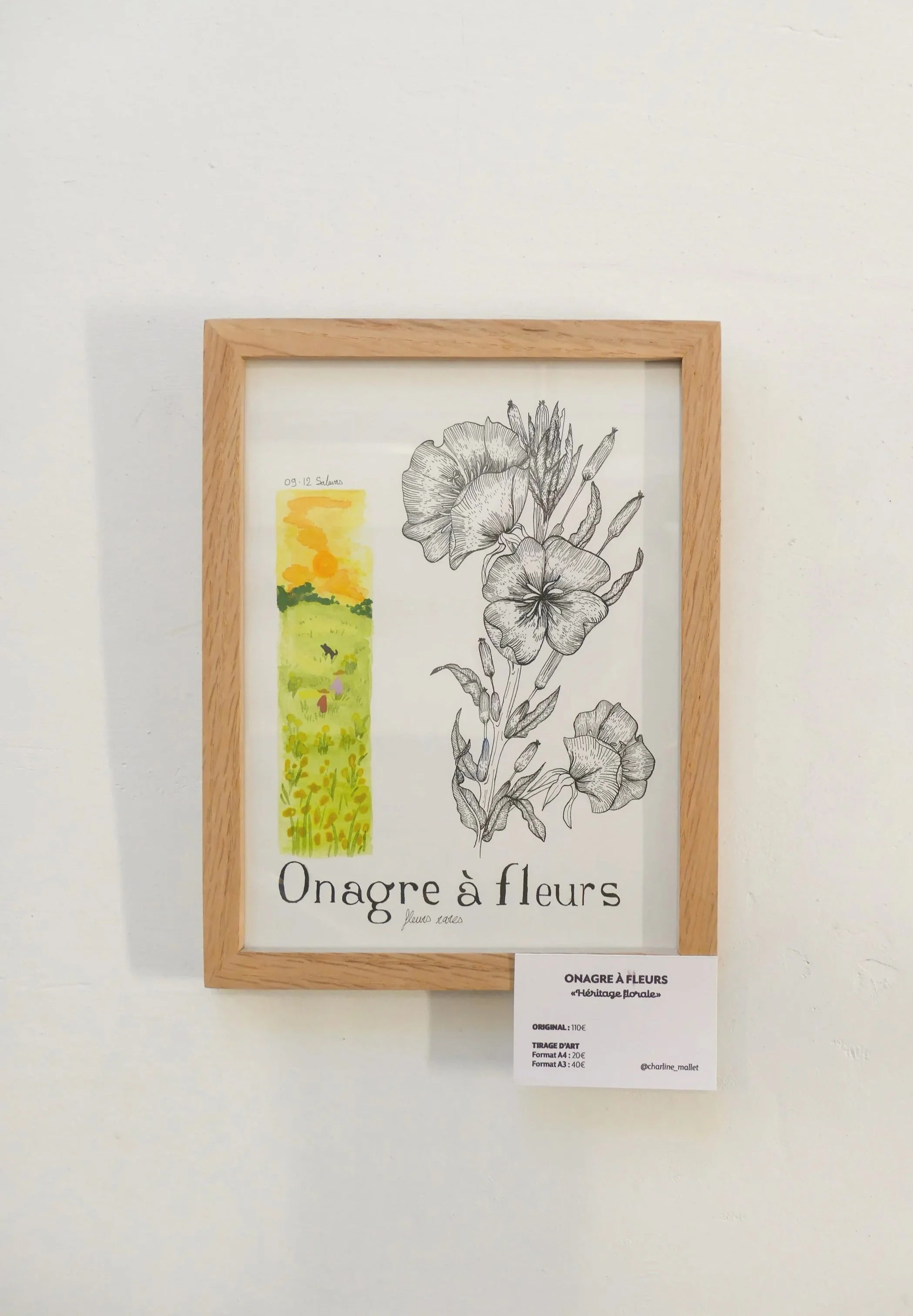 Onagre à fleurs - Dessin original