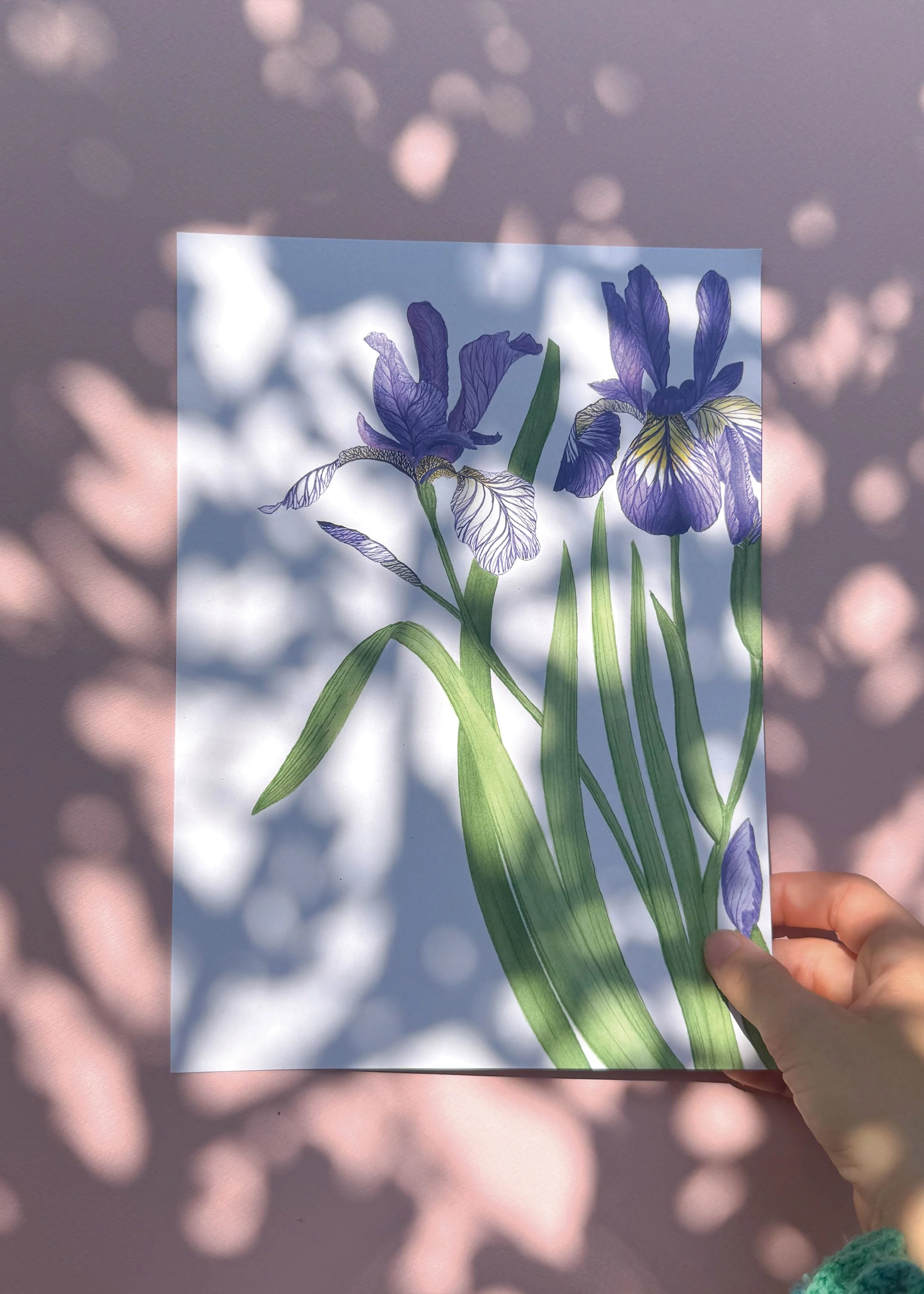 Iris A4 MN.jpg