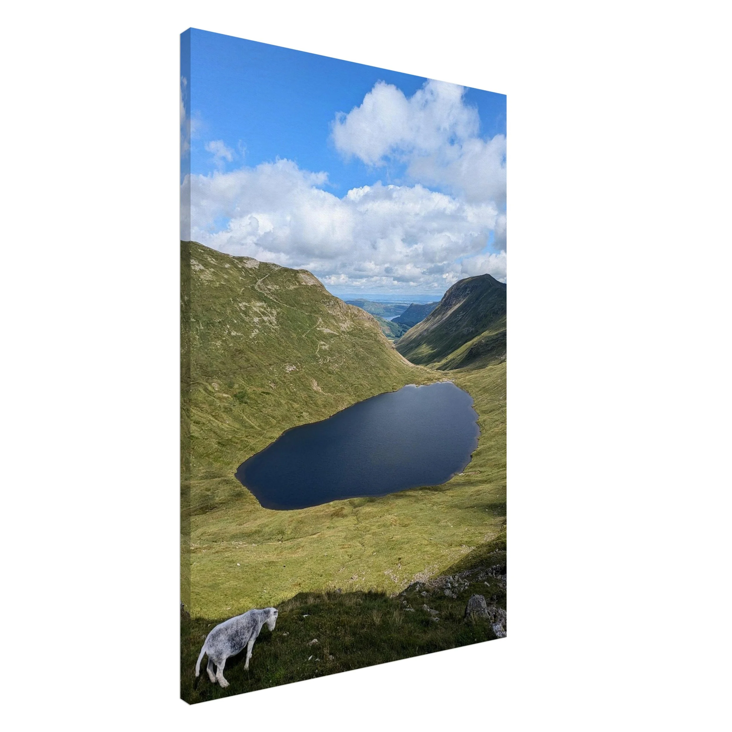 Canvas print of a sheep overlooking Grisedale Tarn from Seat Sandal – a peaceful, high-altitude Lakeland moment captured in rich detail and quiet beauty.