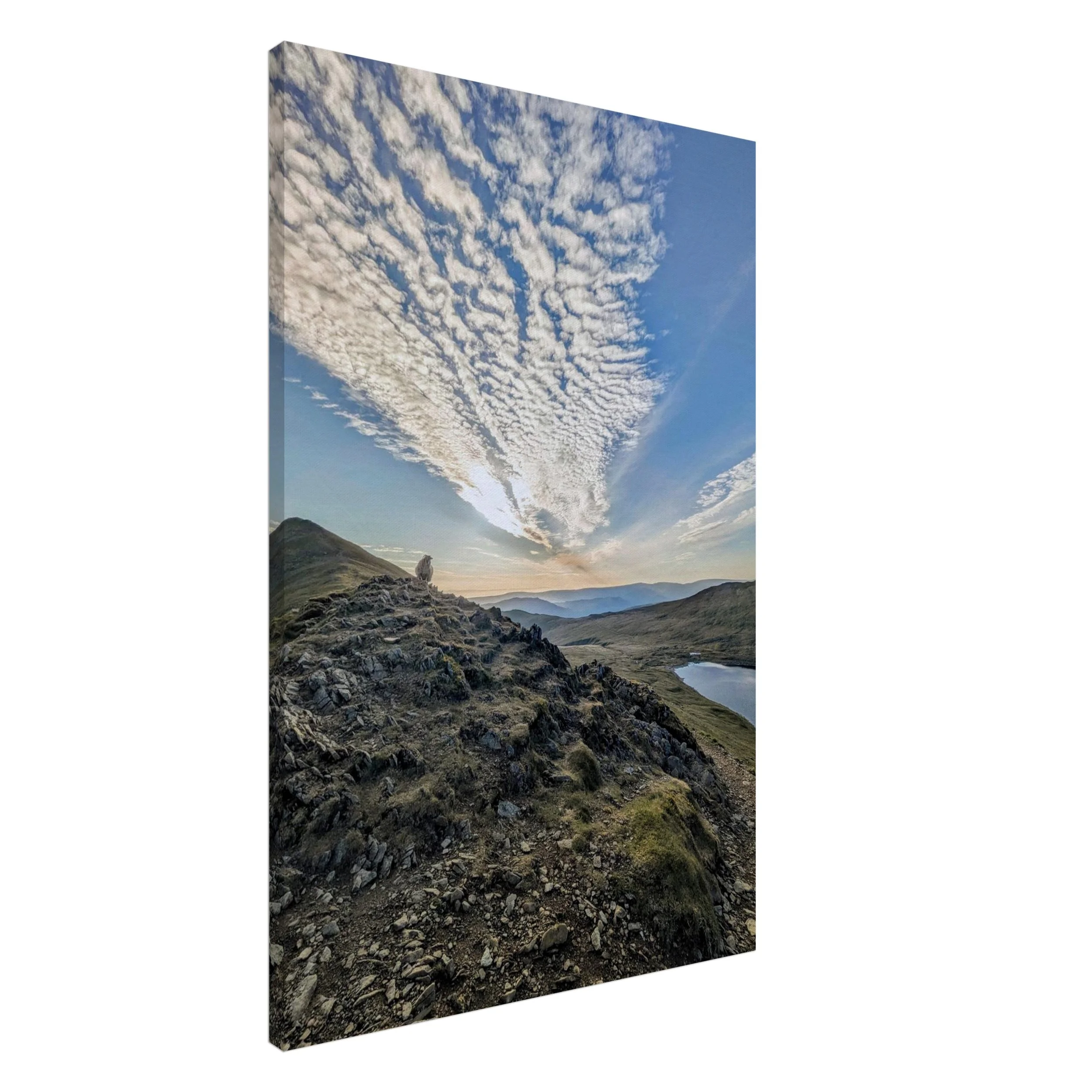 A lone sheep watches sunrise over Red Tarn from Swirral Edge. Captured atop Helvellyn, this Lake District ridge print holds light, shadow, and silence.