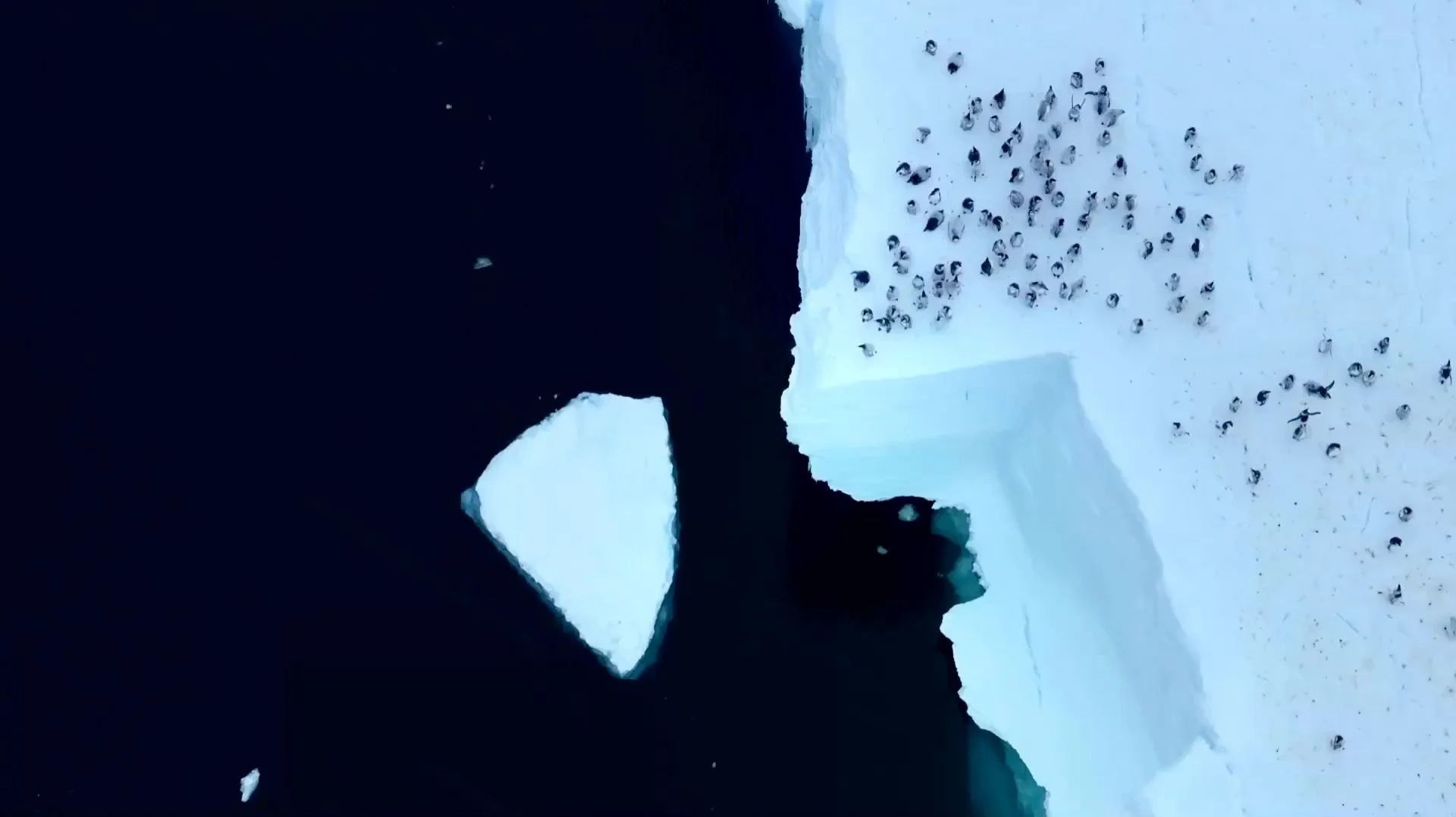 Secrets-of-the-Penguins_-Clip-Homepage_Image_30s.jpg