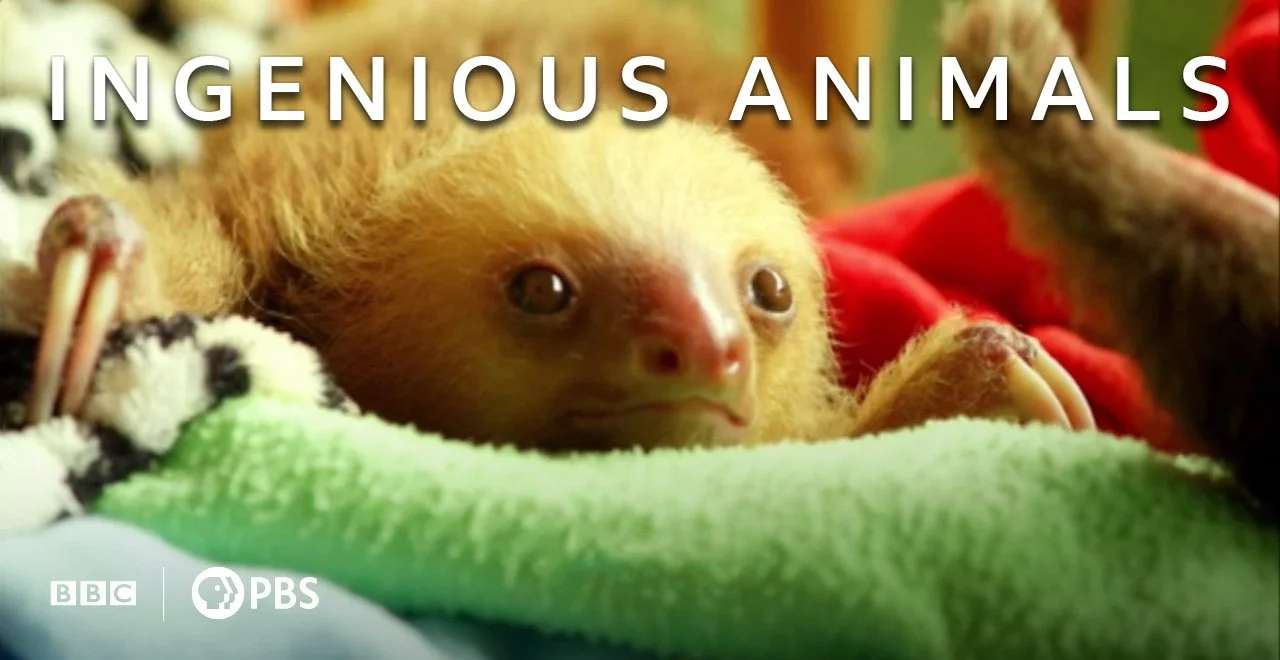   A four part documentary series exploring the remarkable intelligence and behaviour of animals around the world. Presented by a team including Lucy Cooke, Hugh Fearnley-Whittingstall, Patrick Aryee and Giles Clark, these films bring together scienti